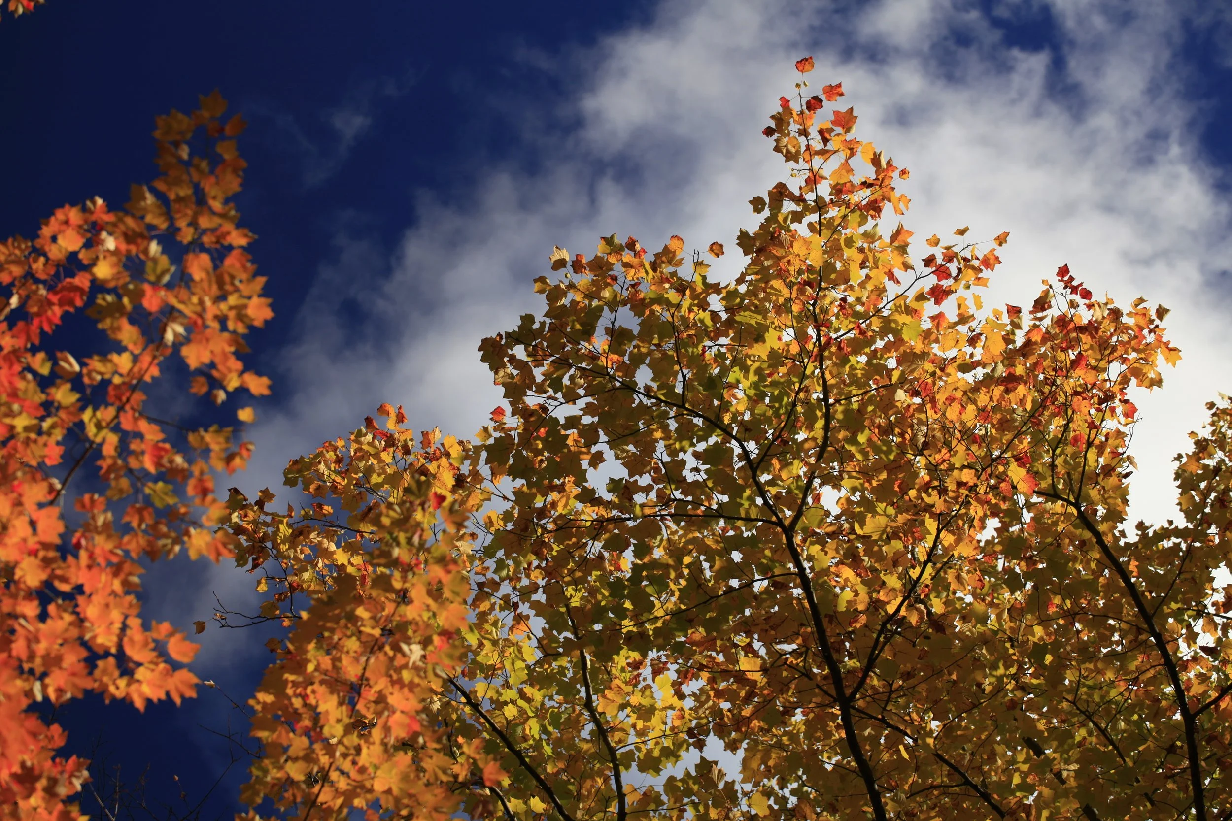 _MG_8939_6684.JPG