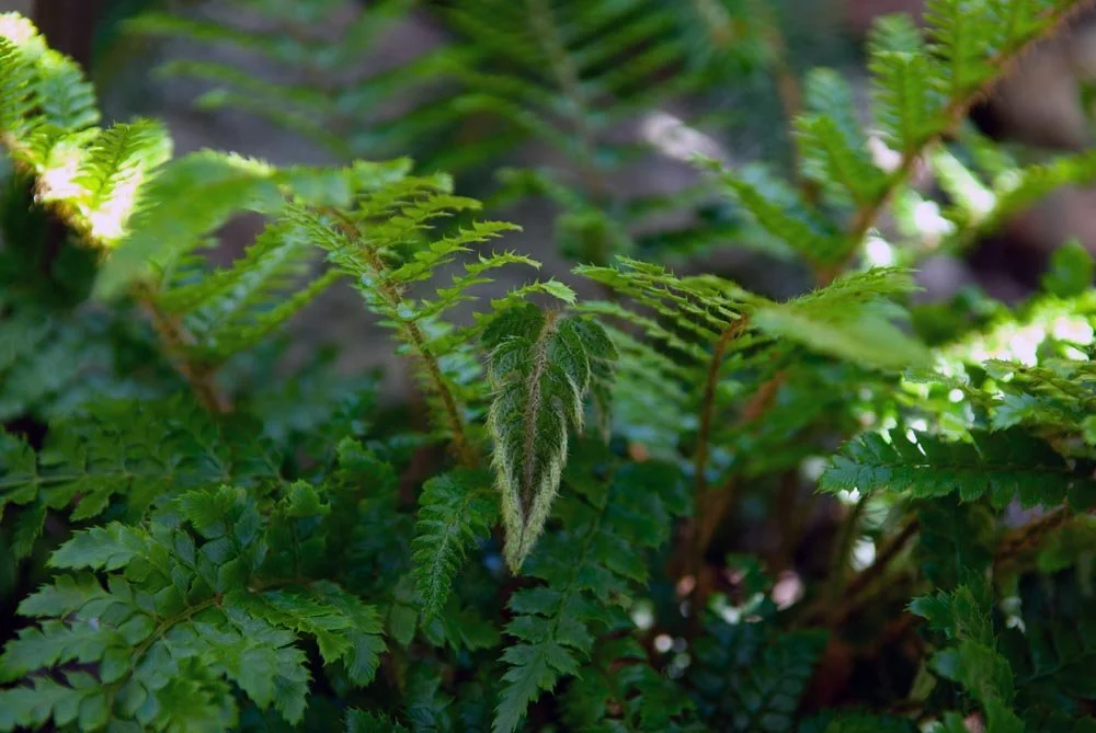 25_Ferns.jpg