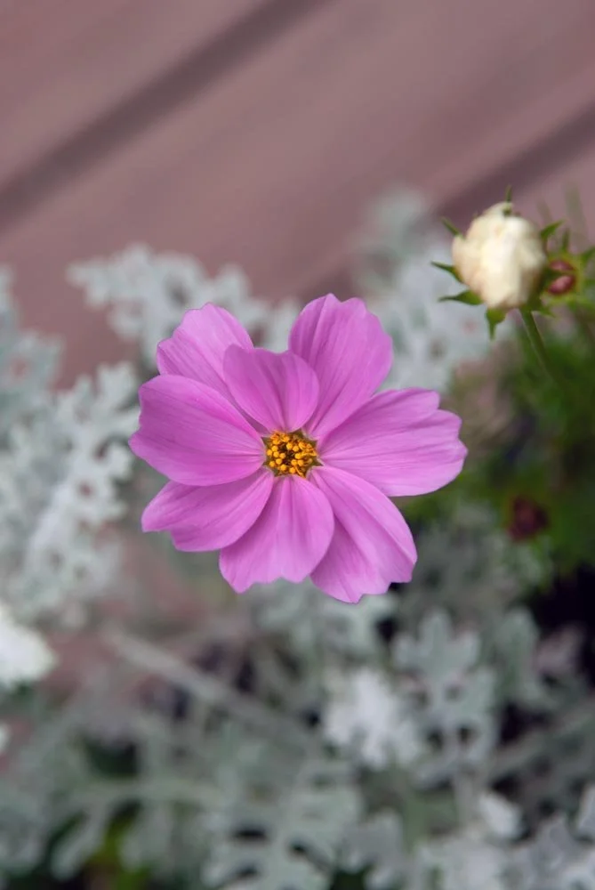 22_Pink and Yellow.jpg