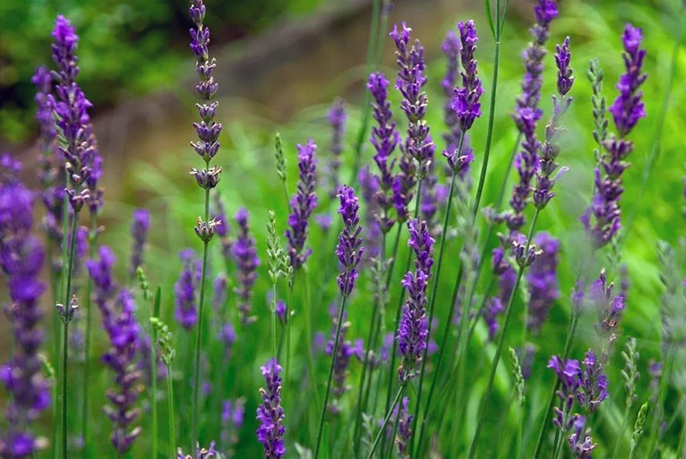 23_Purple Flowers.jpg