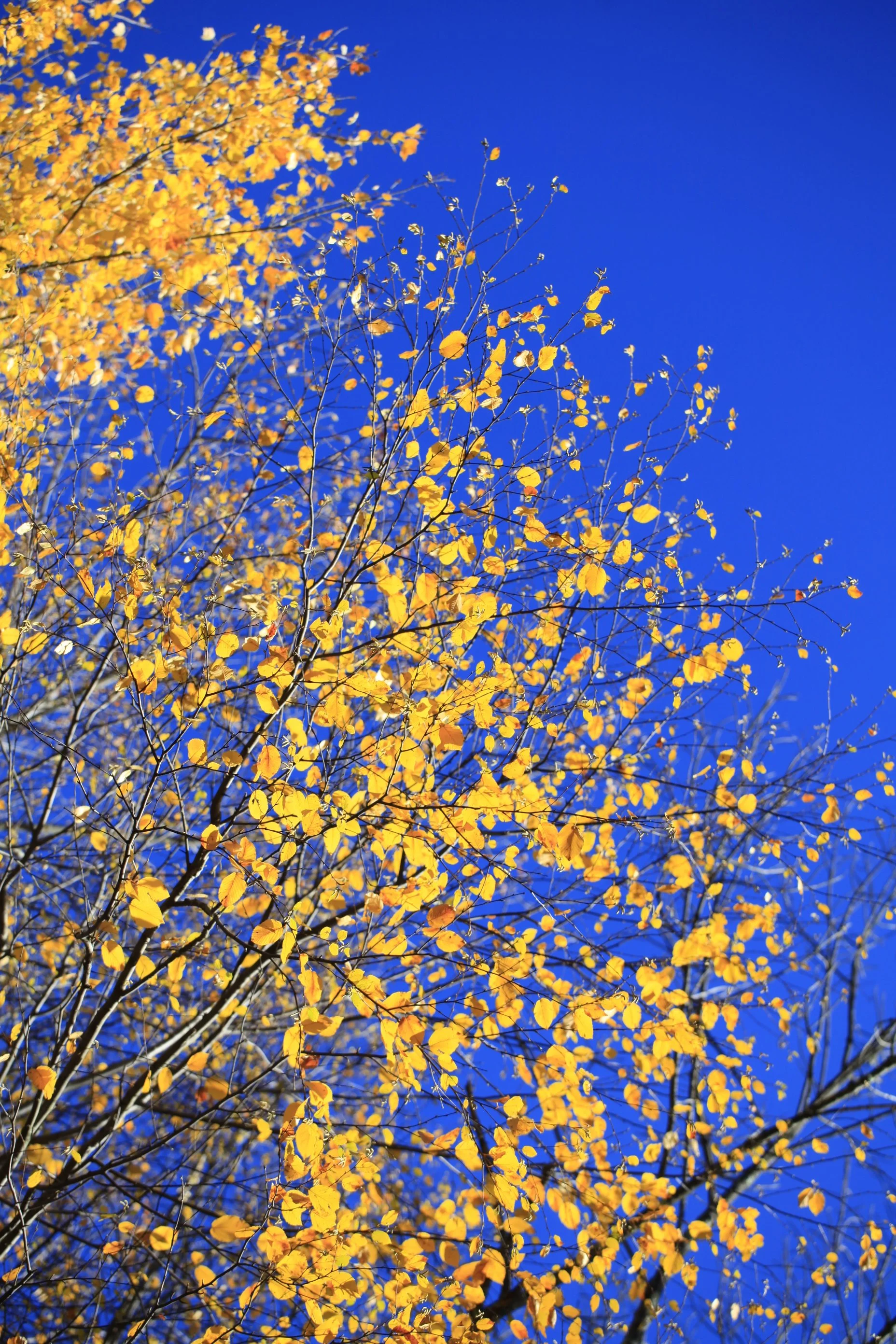 _MG_8927_6664.JPG