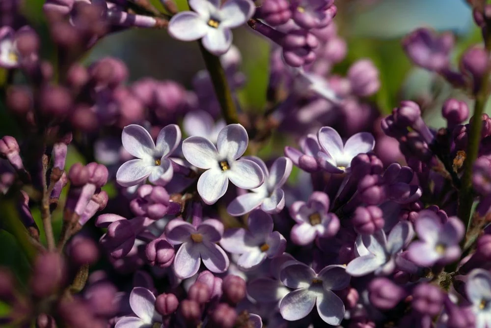 4_Purple Buds.jpg
