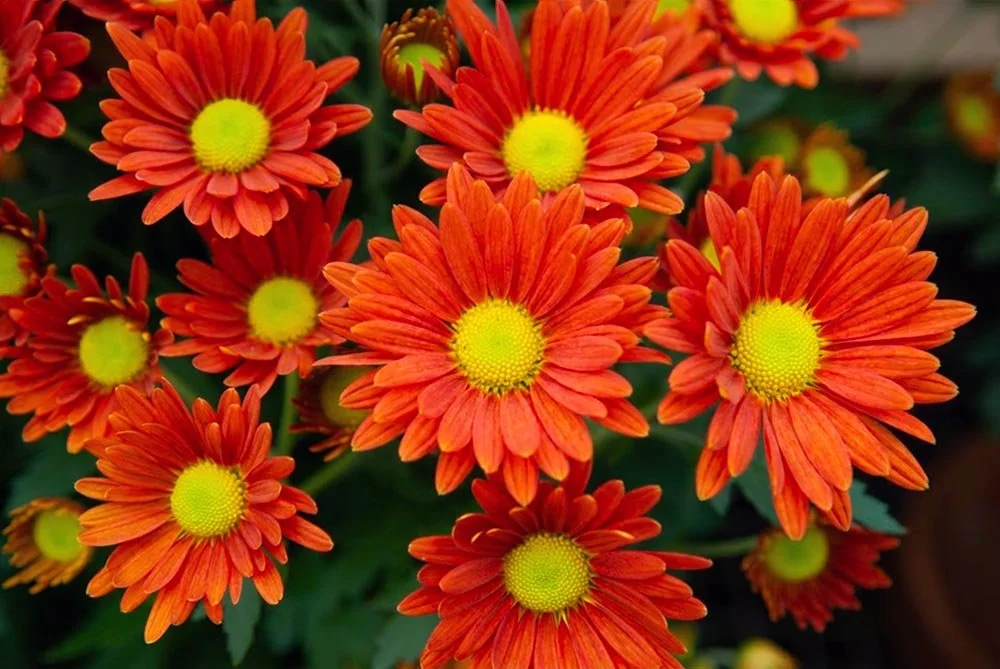 51_orange and yellow.jpg