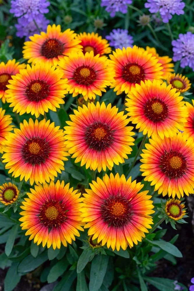 39_yellowbird Flower.jpg