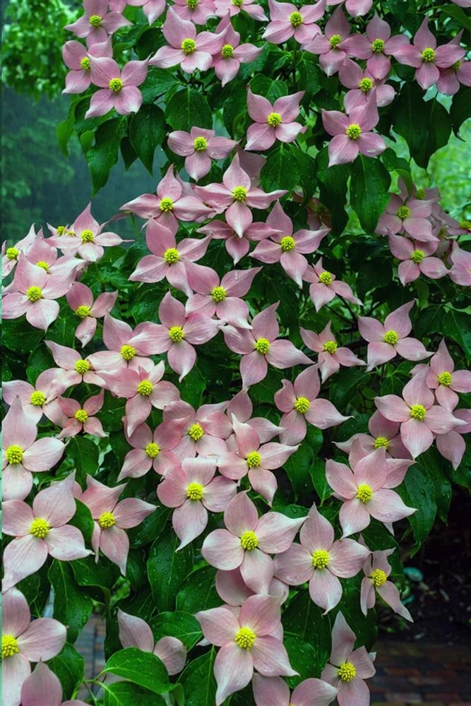 37_Pink Dogwoods.jpg