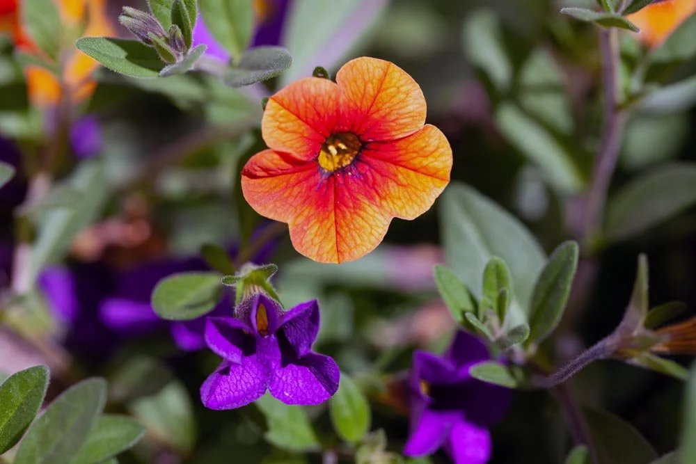 1_Orange and Purple.jpg