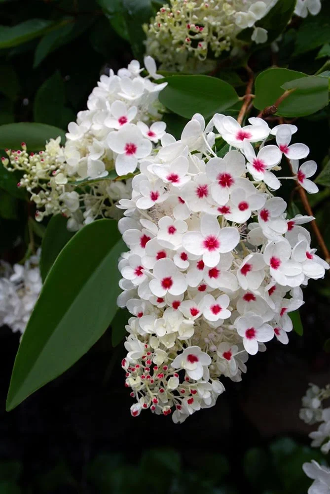 31_White with Red Center.jpg