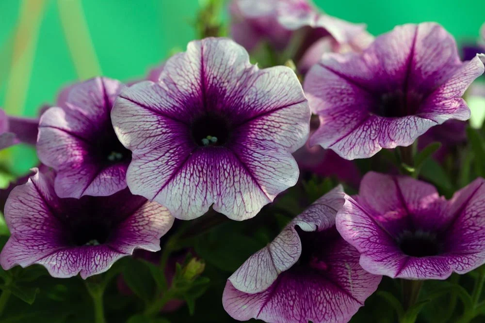 5_Purple Fower.jpg