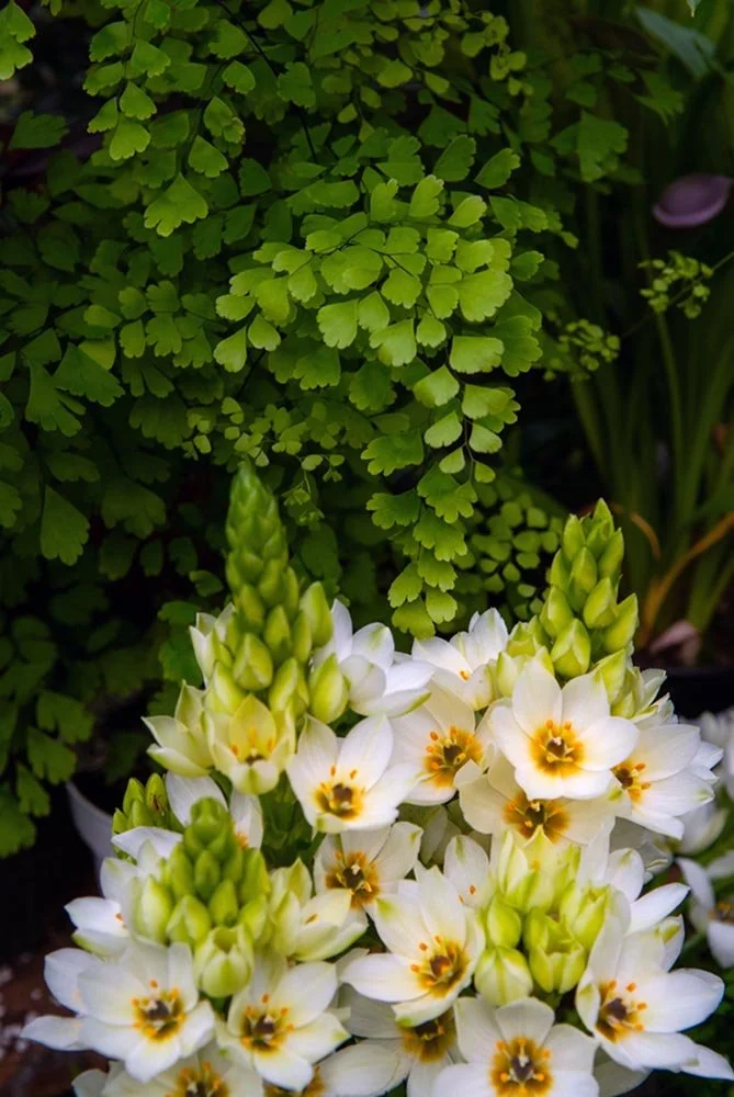 48_White poppy flowers.jpg
