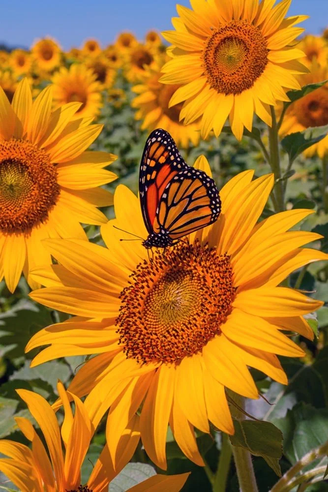 35_SunFlower and Butterfly.jpg