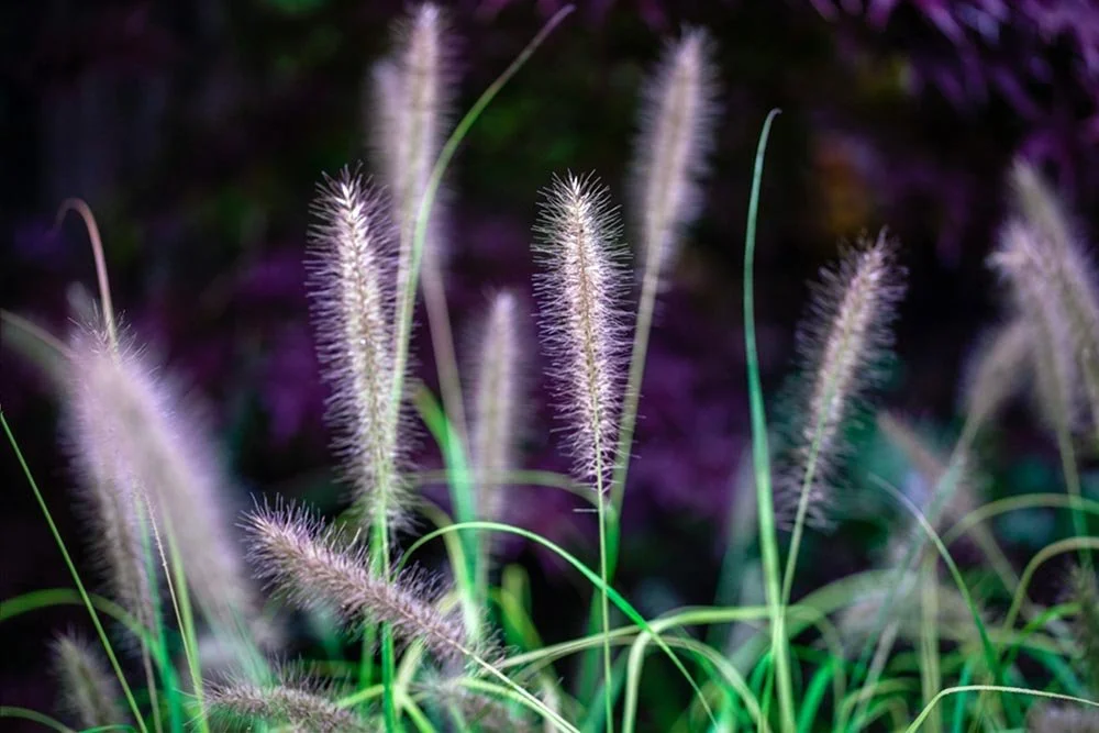45_Puff Flowers.jpg