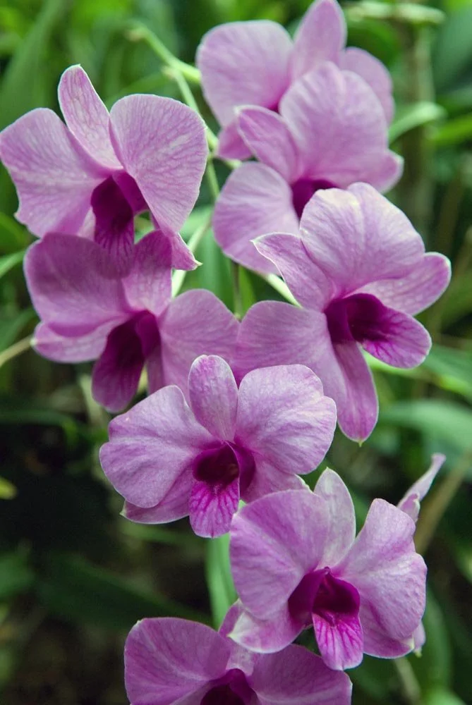 42_DC Purple Flora.jpg