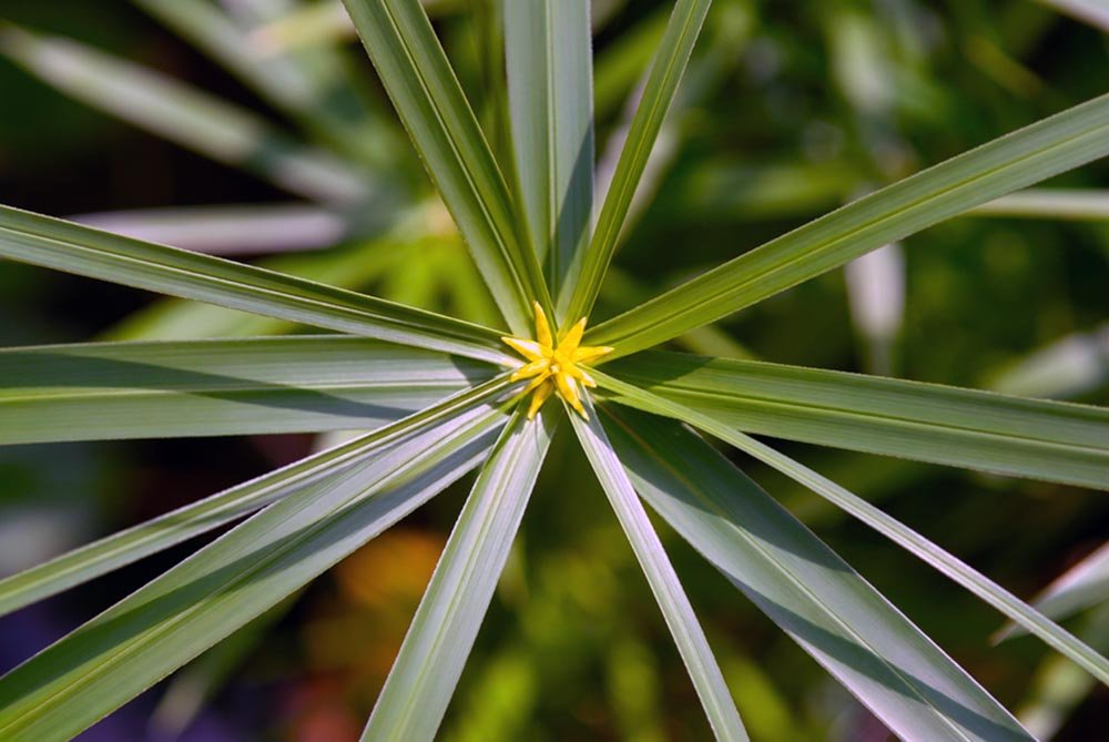 34_Green Star.jpg