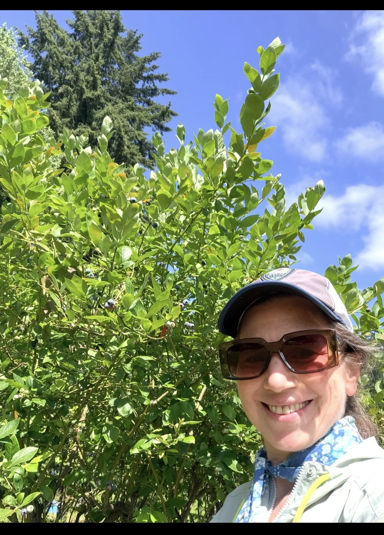 A woman wearing a necksicle, sunglasses, a cap, and a light jacket taking a selfie outdoors in front of a blueberry bush with green leaves and ripe blueberries under a blue sky.