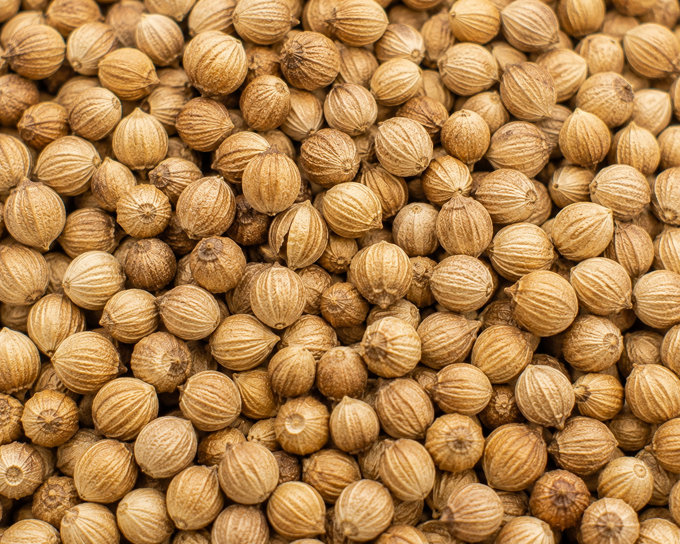 Coriander Seeds
