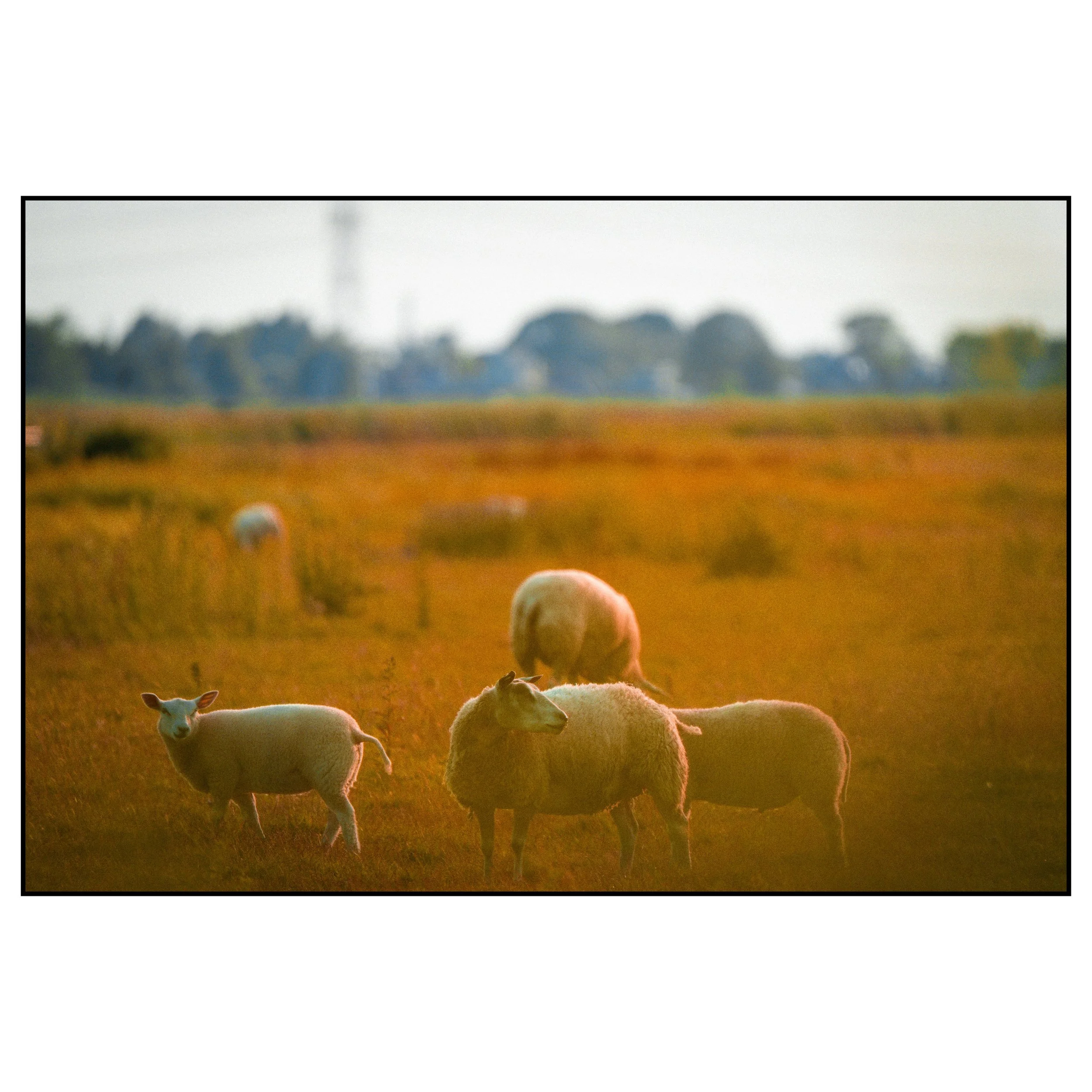 Sheep