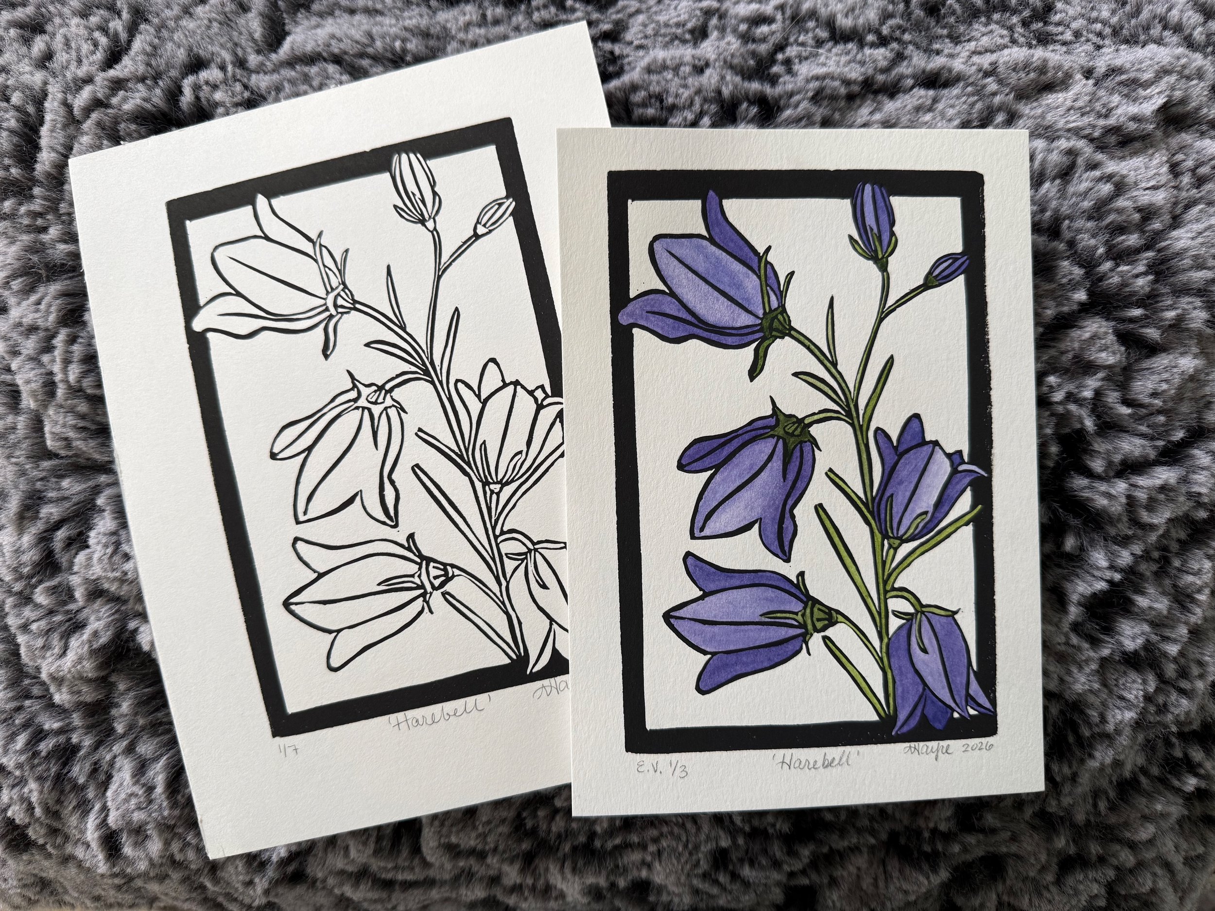 Harebell black and white and watercolor.jpeg