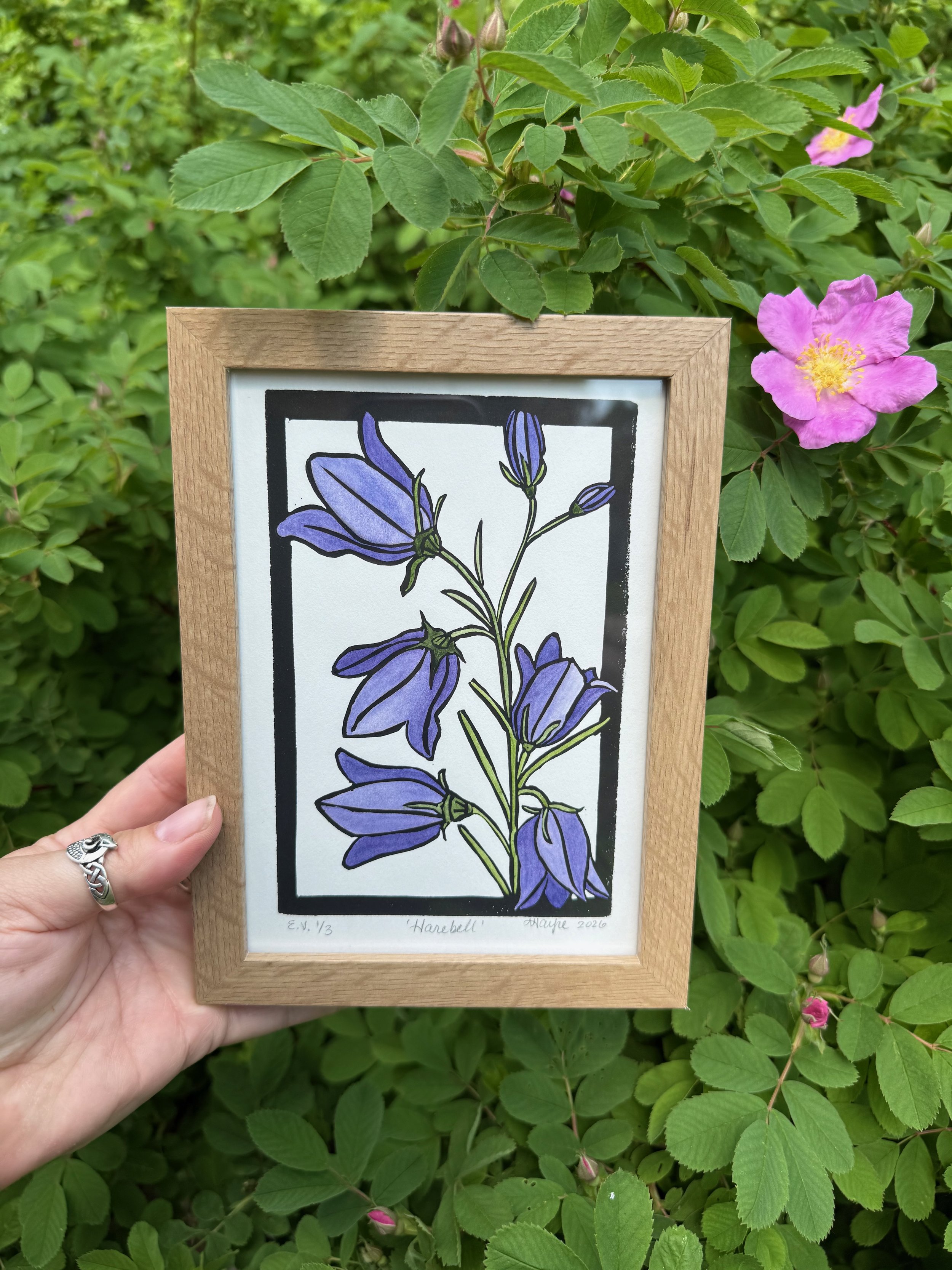 Harebell watercolor framed outside.jpeg