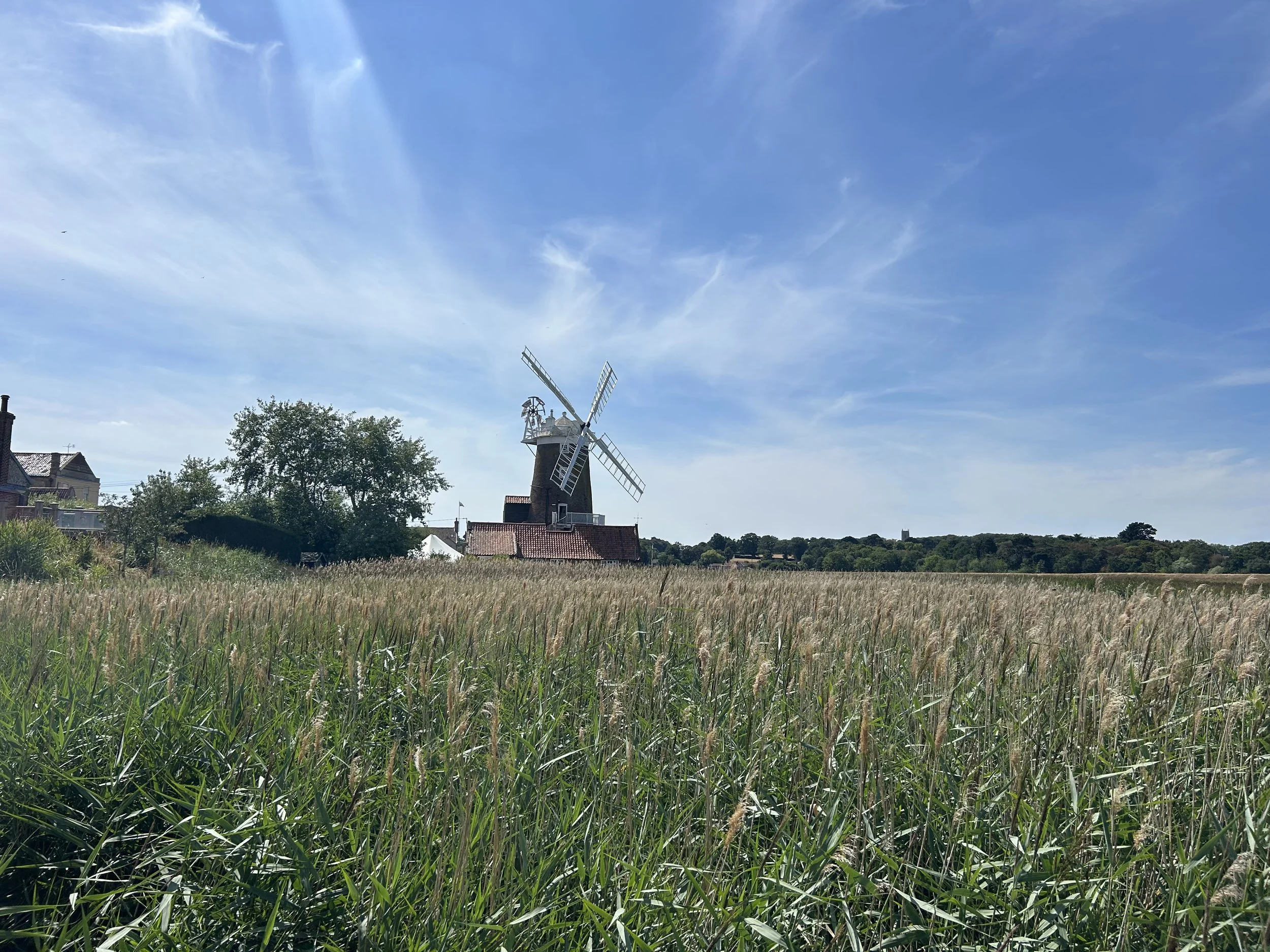 A field of tall grass with a windmill and houses in the background under a blue sky with wispy clouds.