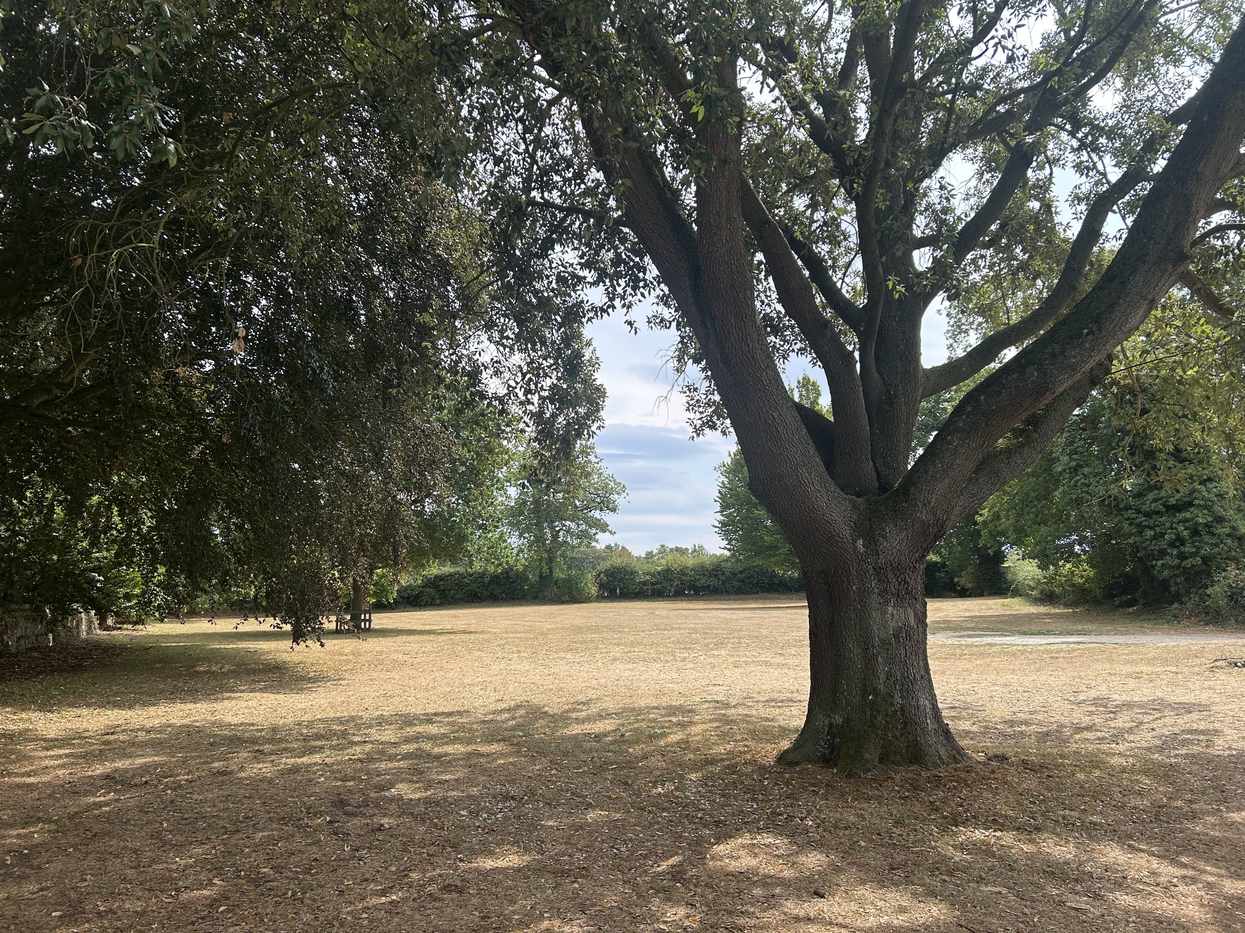 A large tree with a thick trunk and sprawling branches situated in a park with some shadows on the ground and a partly cloudy sky in the background.