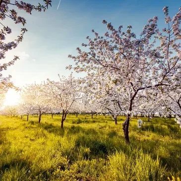 Blooming trees in a field at sunrise.