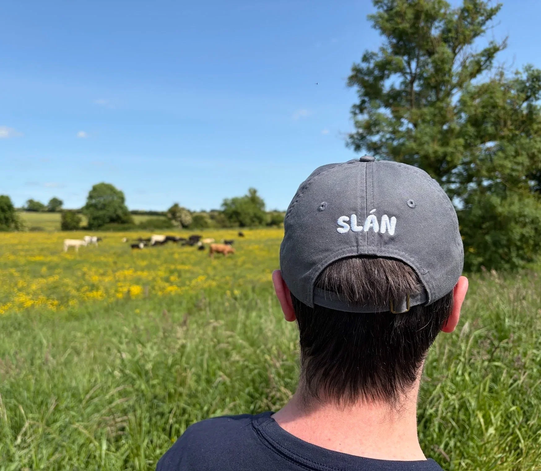A child wearing a gray cap with the word 'SLÁN' is looking at a herd of cows grazing in a field under a bright blue sky with trees in the background.