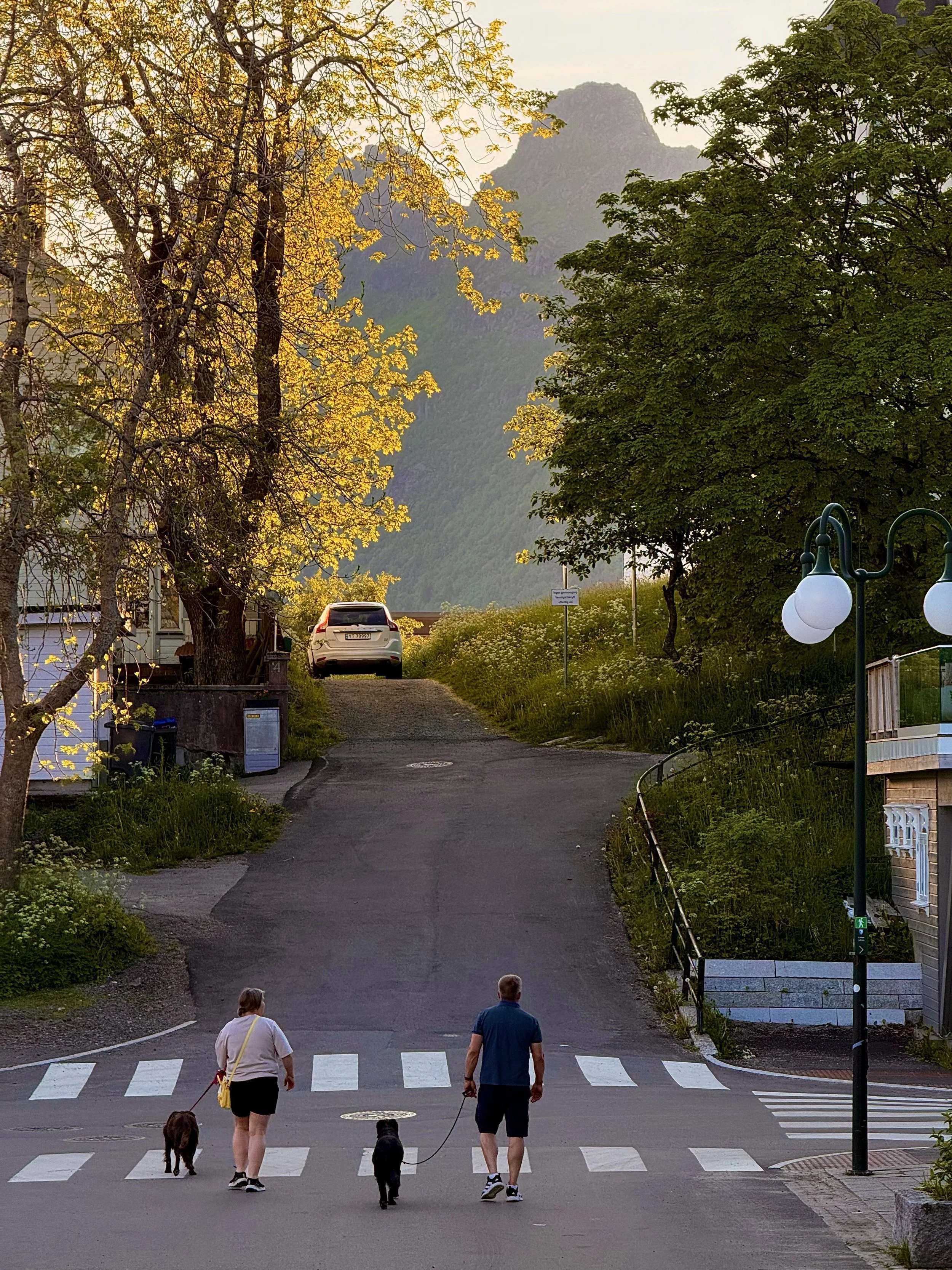 A person walking three dogs across a crosswalk in a suburban neighborhood during the evening. Trees with yellow and green leaves, a mountain in the background, street lamps, a parked car, and a small staircase on the right side are visible.