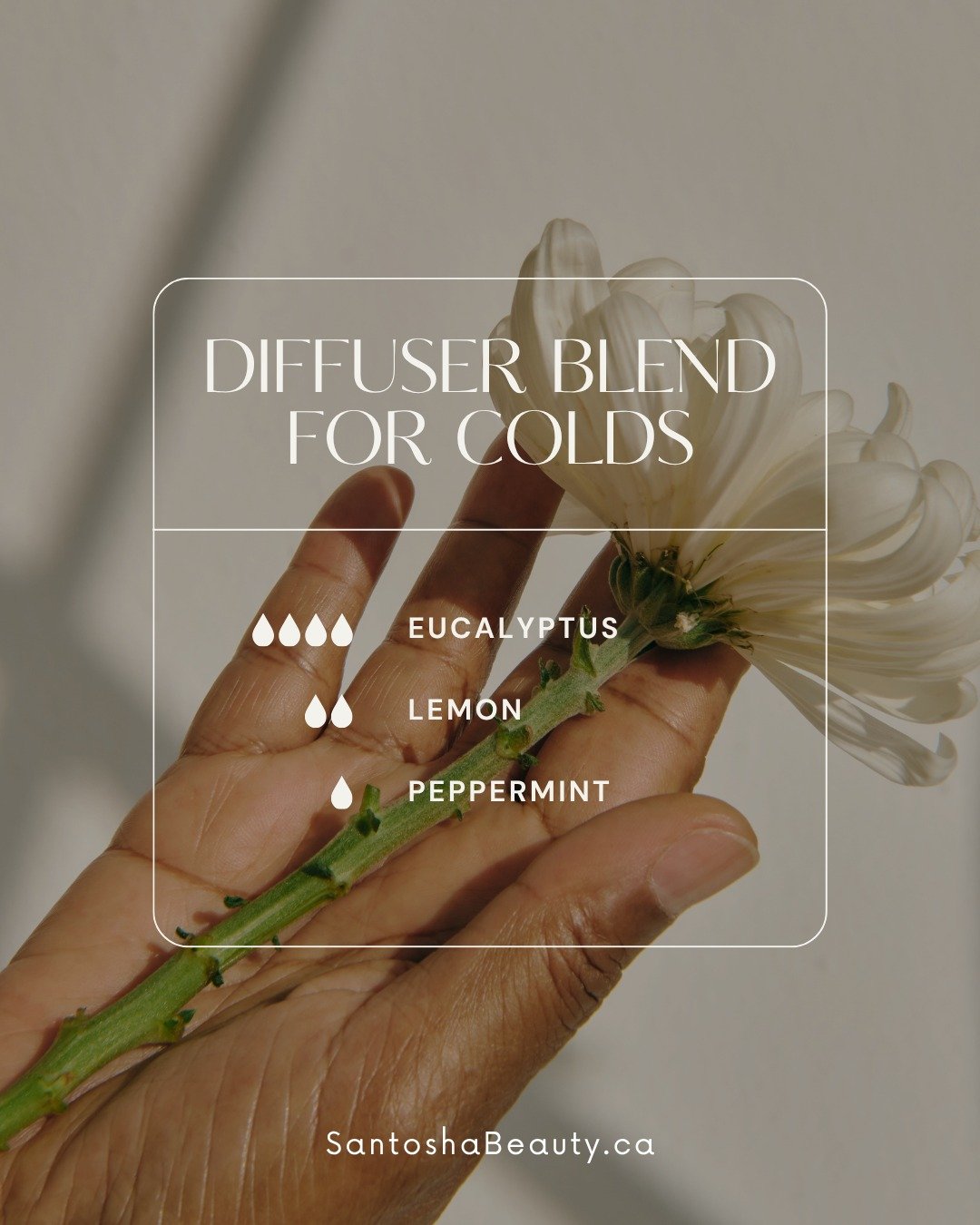 Try this blend to keep your household healthy this cold season!

I see you. School has started, the adrenaline of adjusting to the new schedule has calmed down, and life is starting to look normal again. Until your kids are bringing home leftovers fr