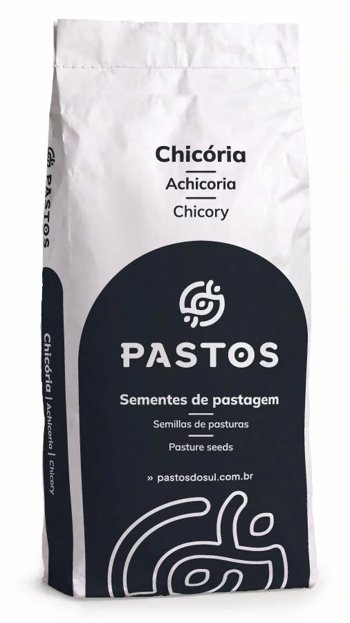 Chicória