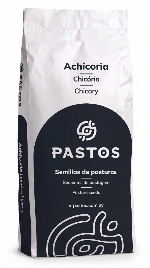 Achicoria