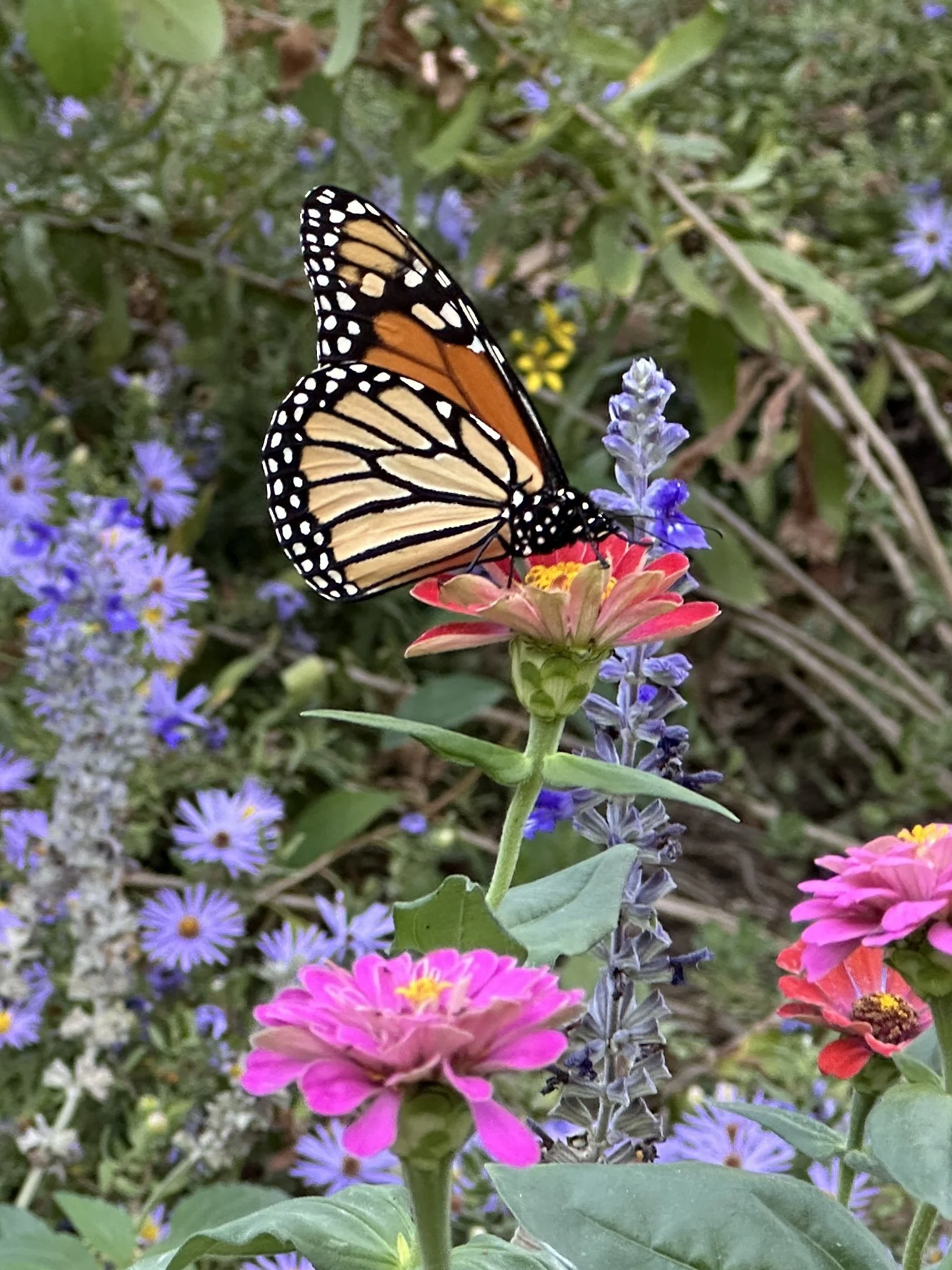 Monarch butterfly on zinnias