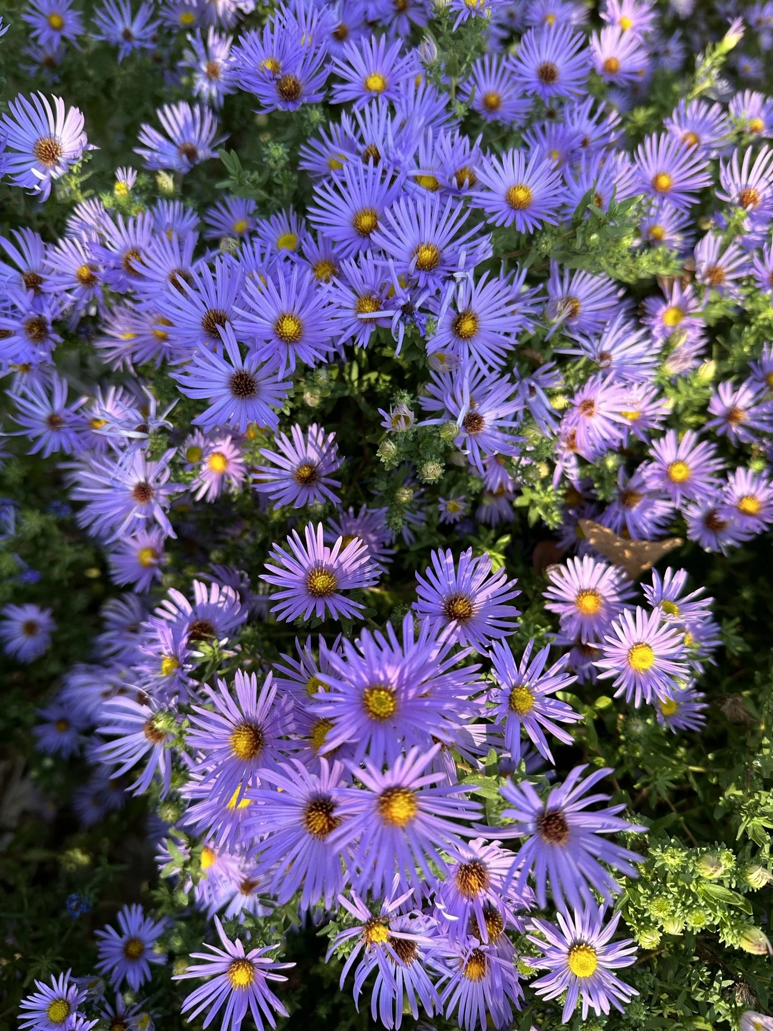 IMG_2469.JPEG