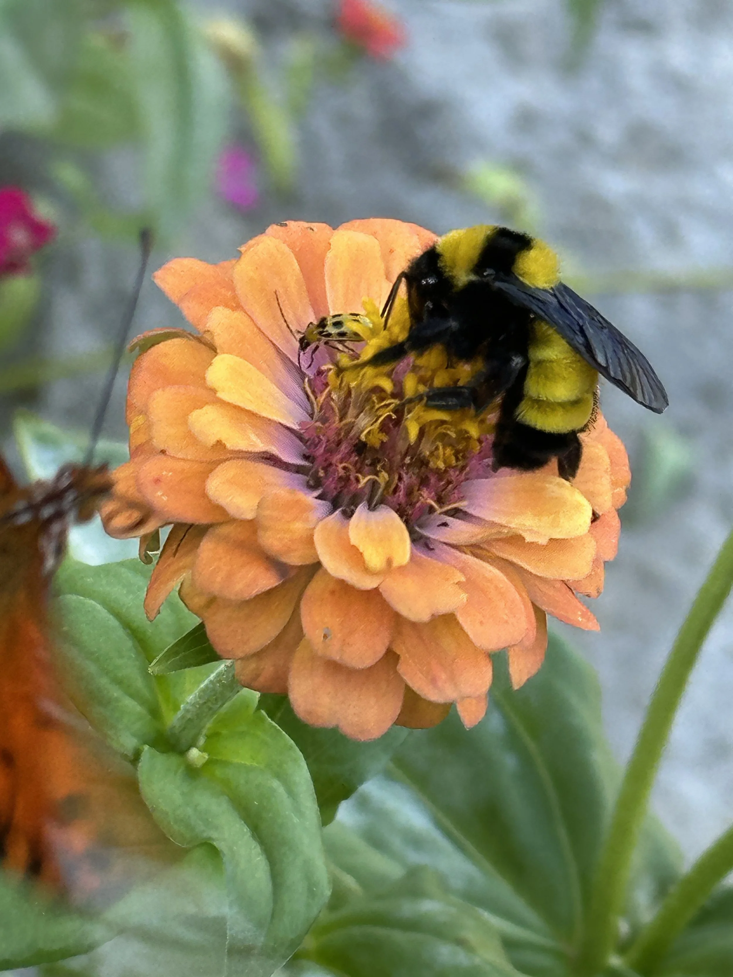 Bumblebee on zinnia