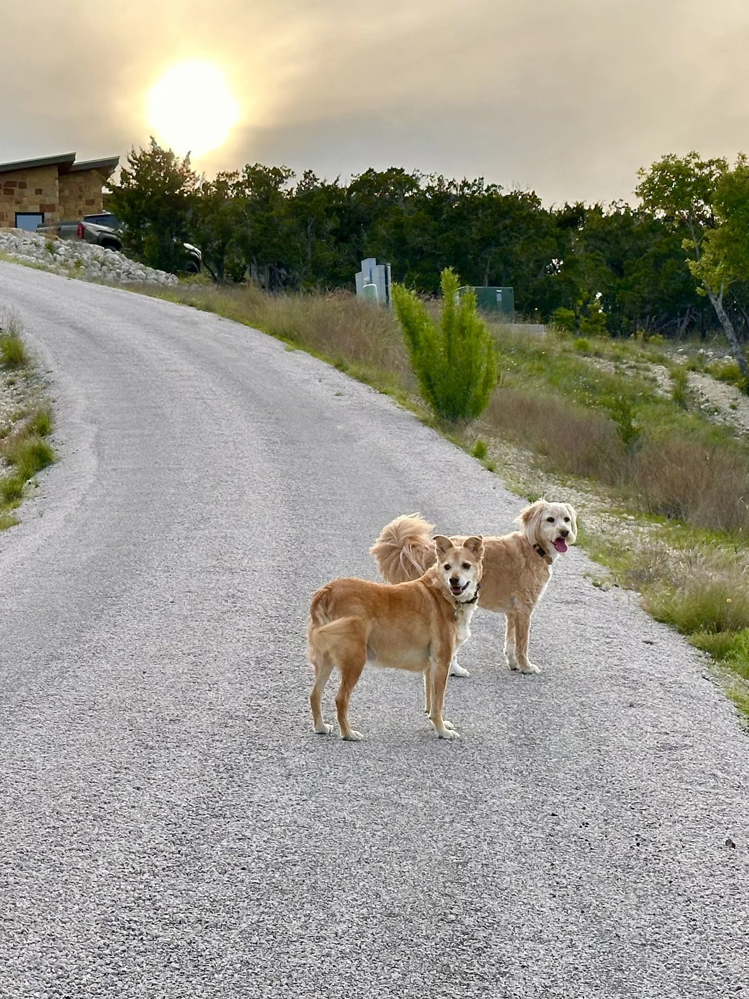 Texas Hill Country life with our dogs