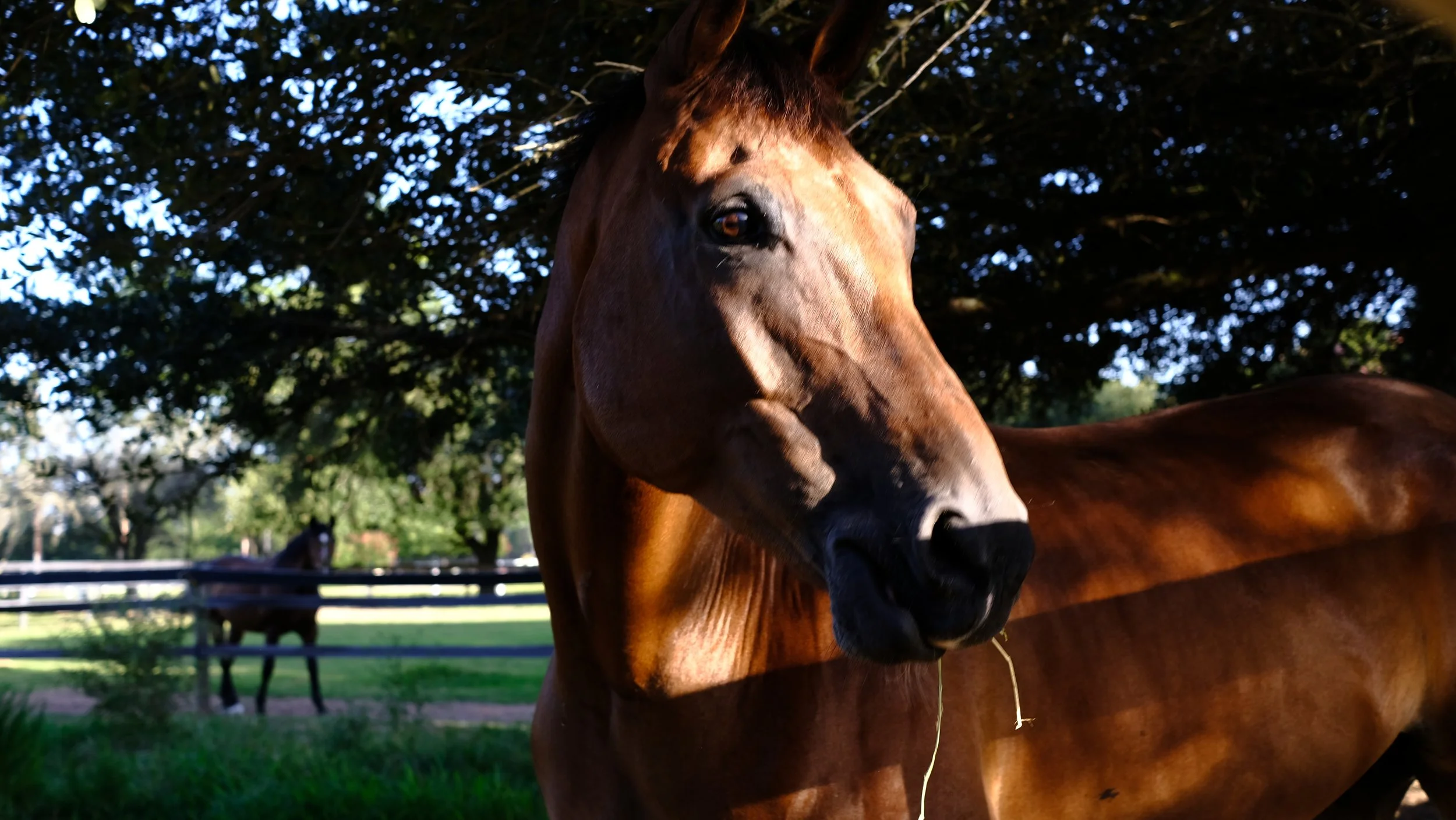 Close-up of a brown horse facing the camera with a black patch around one eye, standing in a grassy area with trees and a white fence in the background.