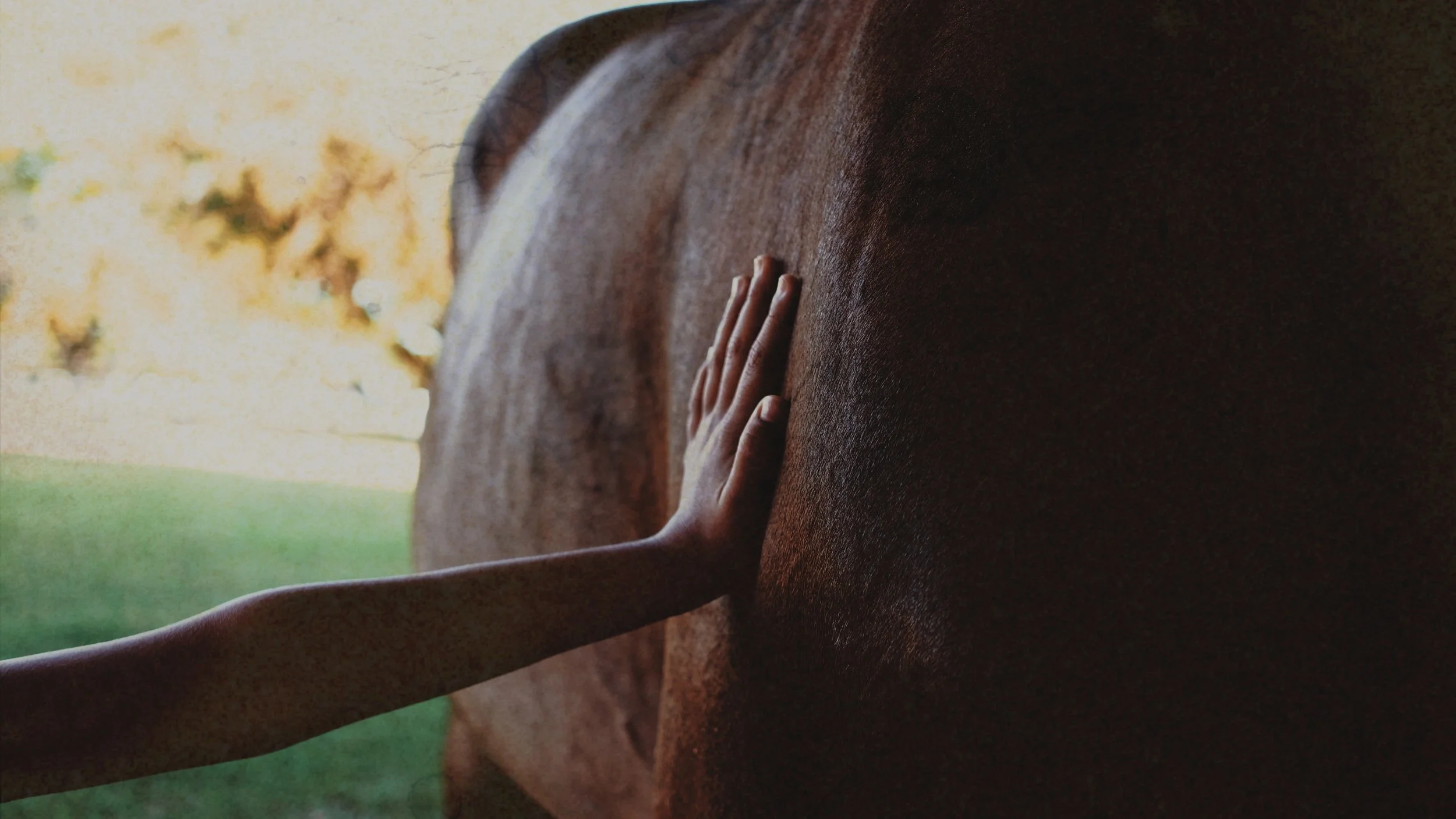 Close-up of a horse's brown body with a person's hand resting on it, outdoors with blurred trees and grass in the background.