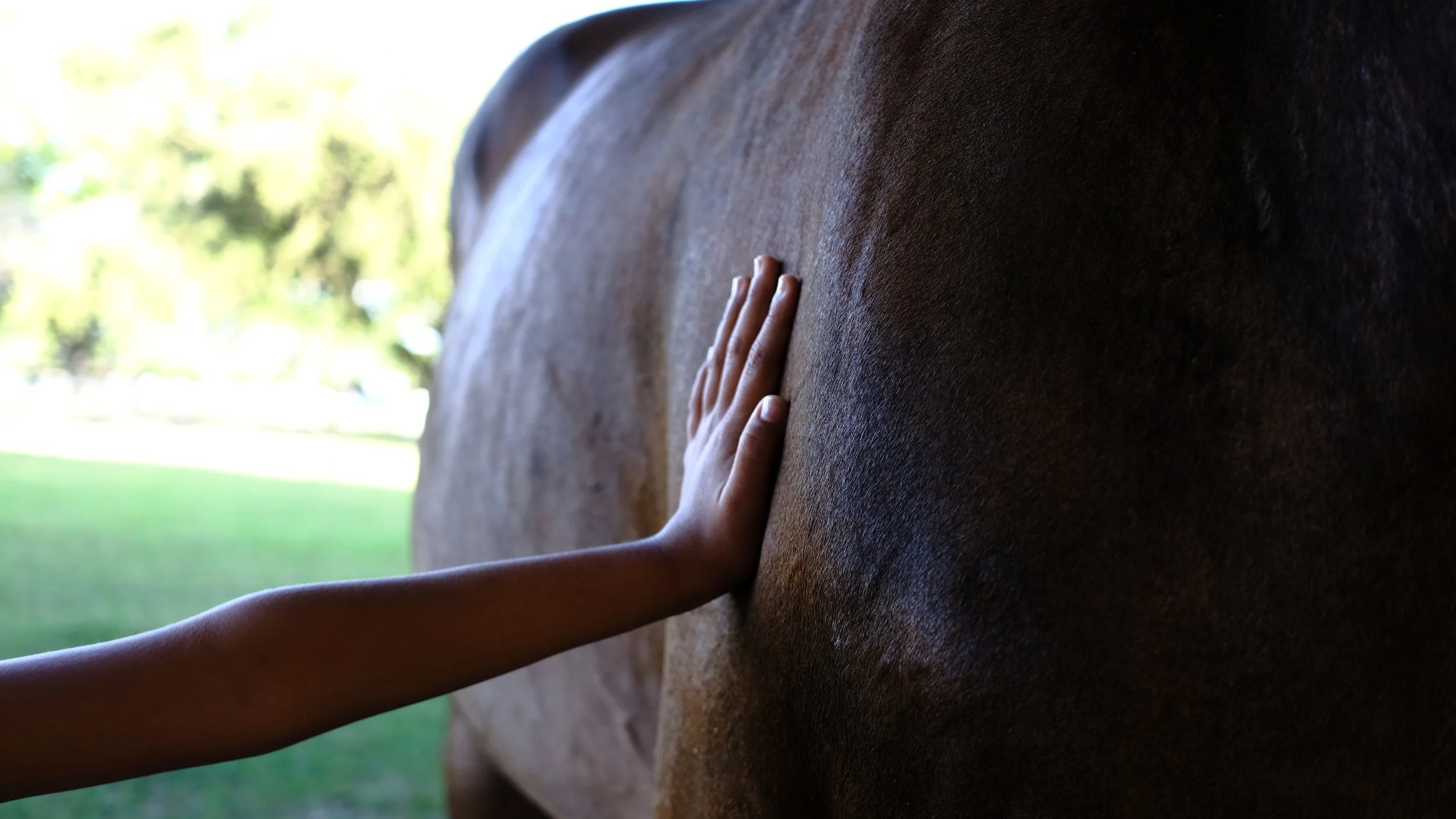 A person's hand resting on the side of a brown horse outdoors with a blurred green background.