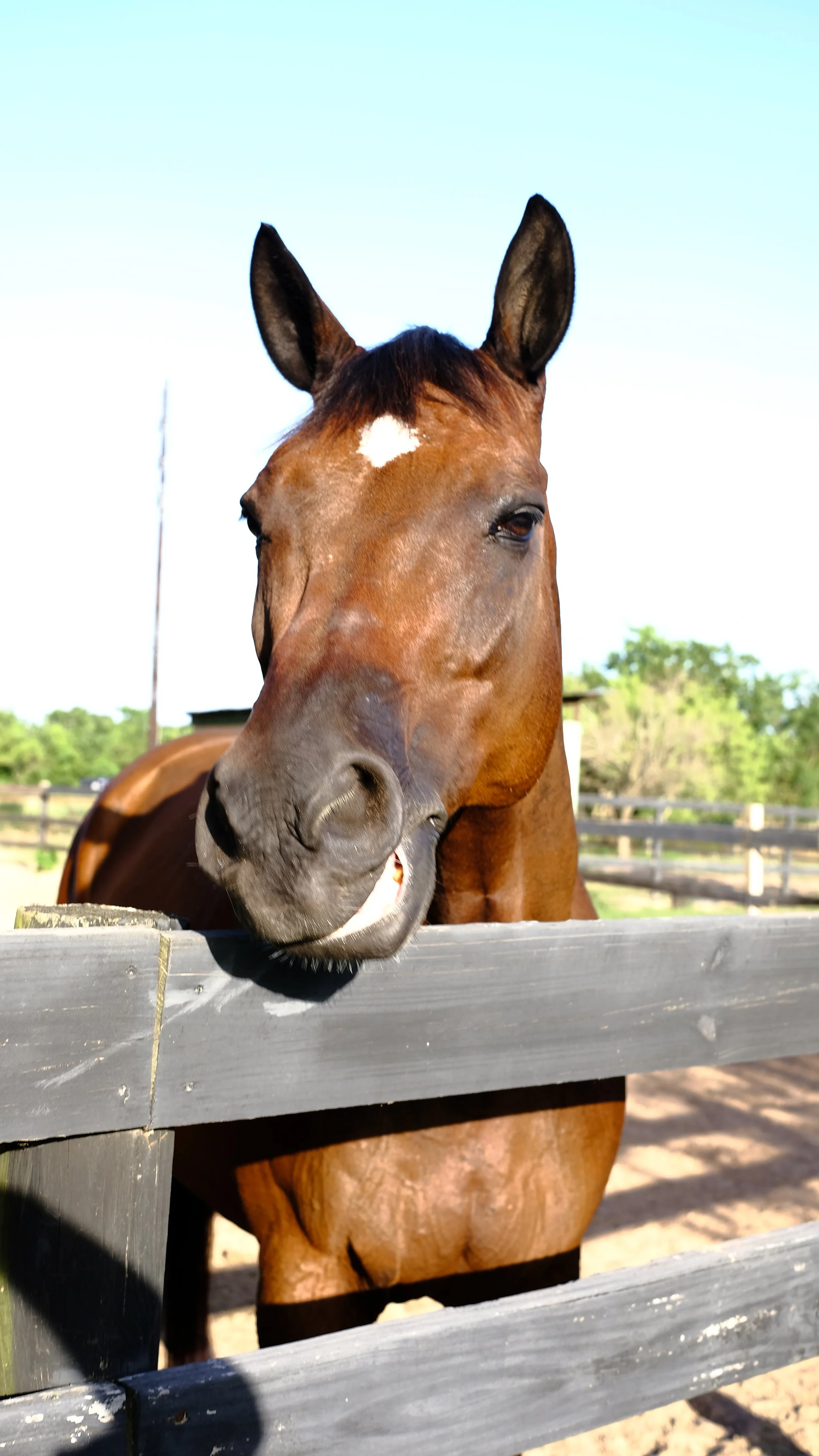 Close-up of a brown horse with a white star on its forehead, peeking over a wooden fence in a sunny outdoor stable area.