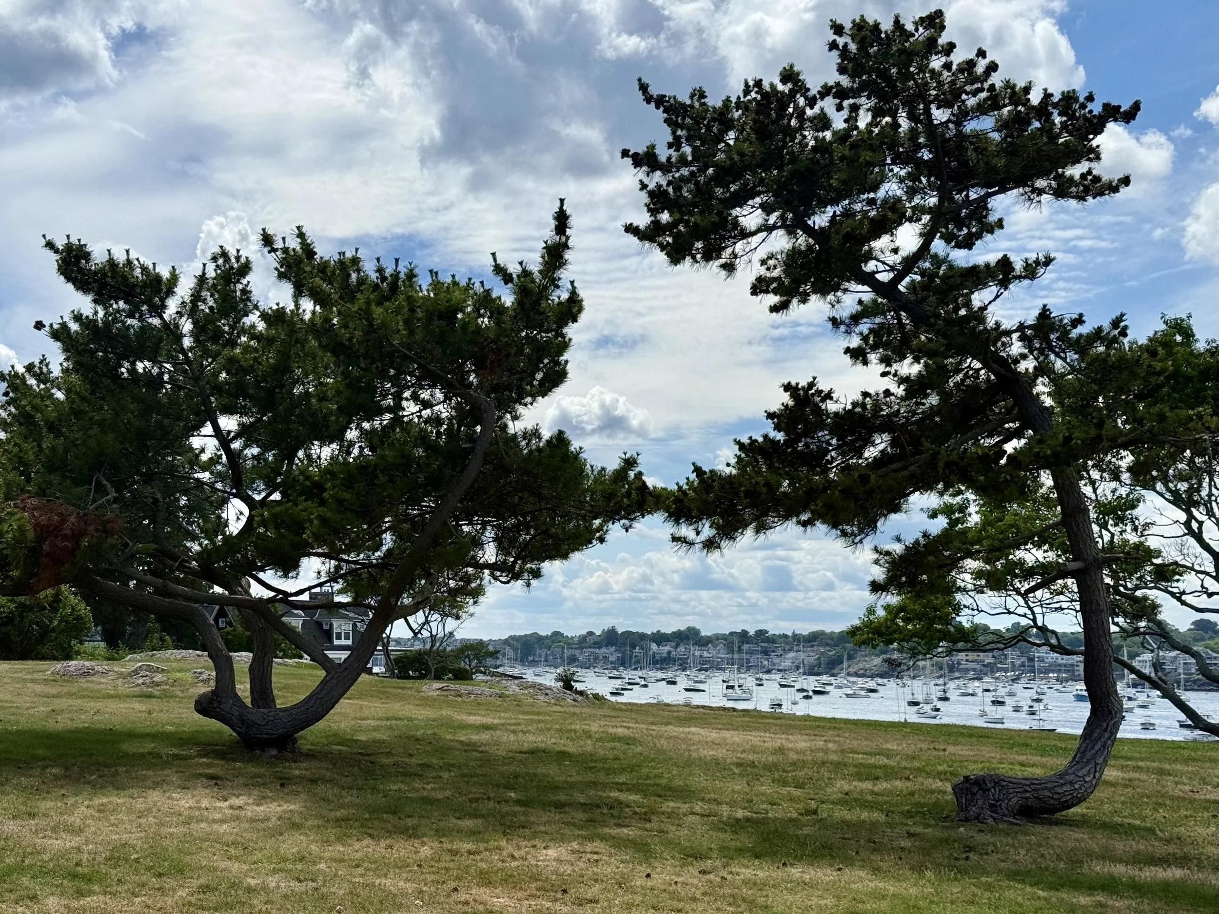 trees holding hands