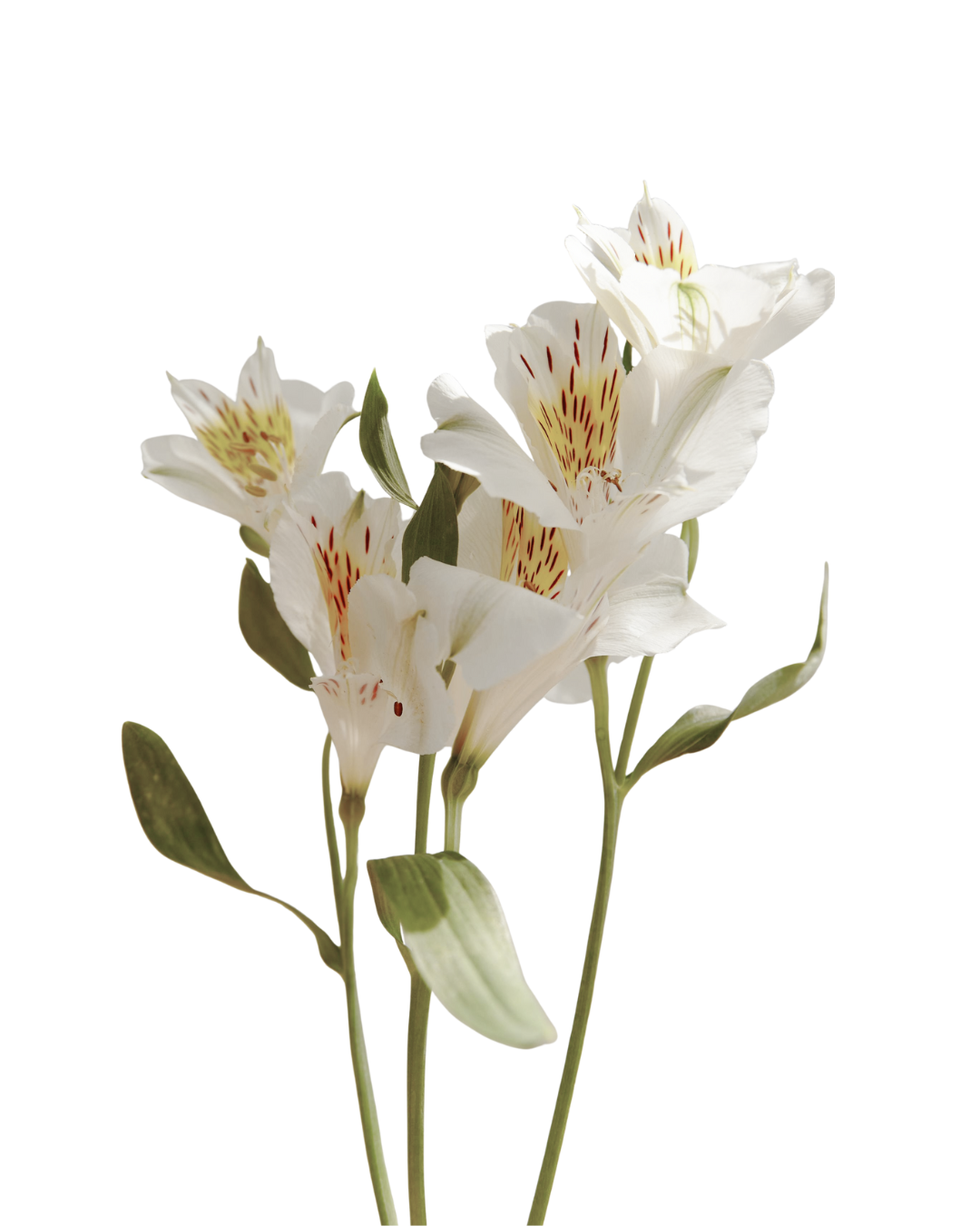 A bouquet of white lilies with red and yellow markings on their petals.