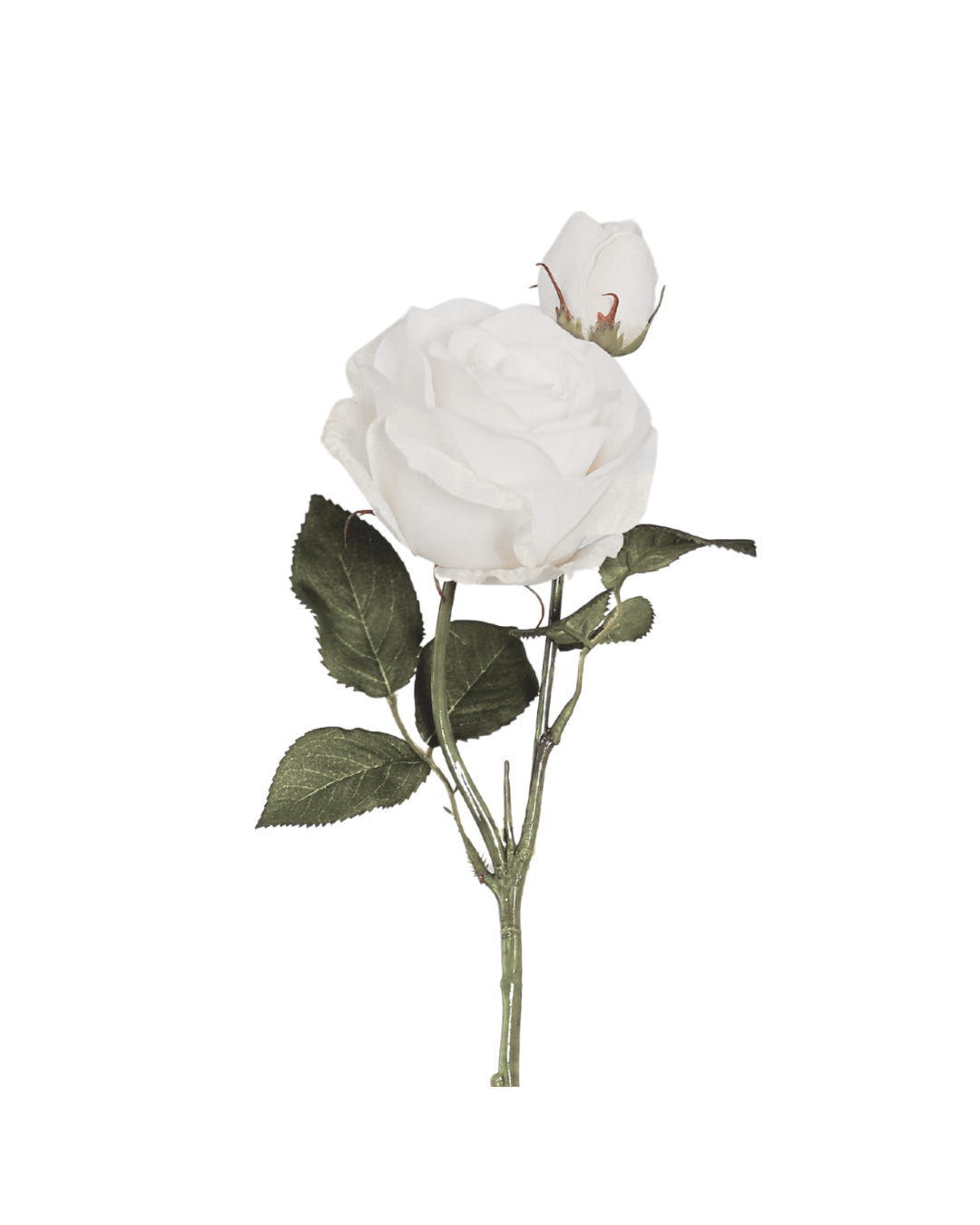 A white rose with green leaves isolated on a black background.