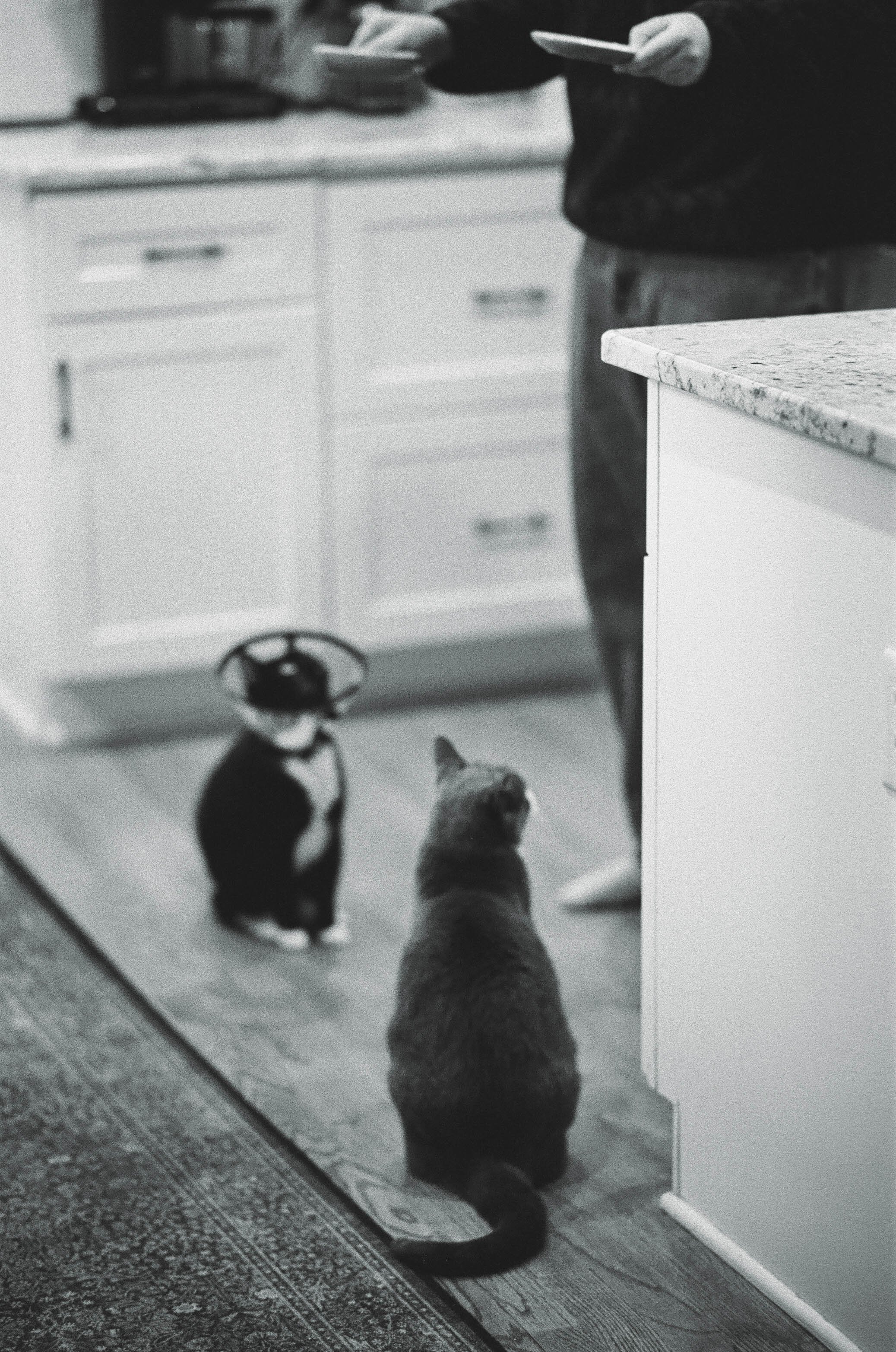 Two cats sitting on the floor in front of a mirror, one black and white and the other tabby, with a person in the background holding a plate and standing near kitchen cabinets.
