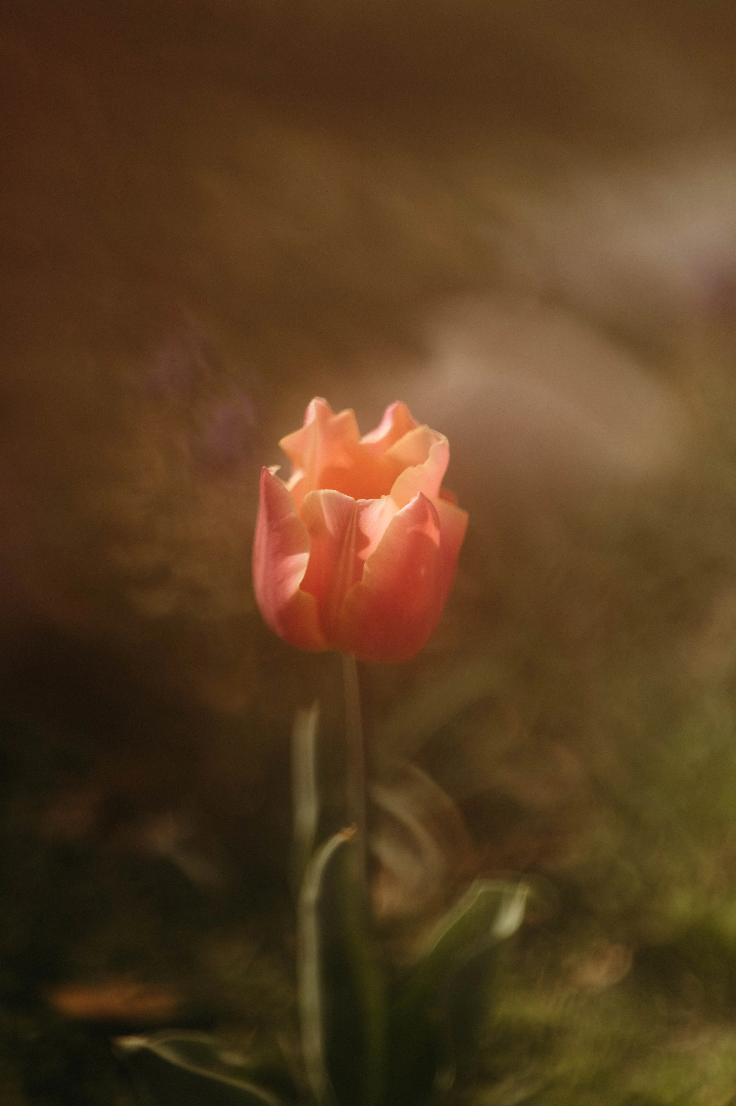 A pink tulip with partially open petals, standing against a blurred, dark background.