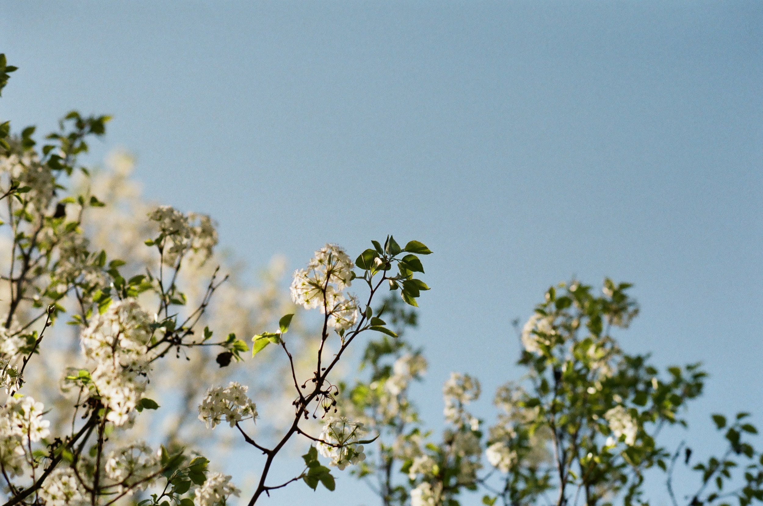 Branch of a flowering tree with white blossoms and green leaves against a blue sky.