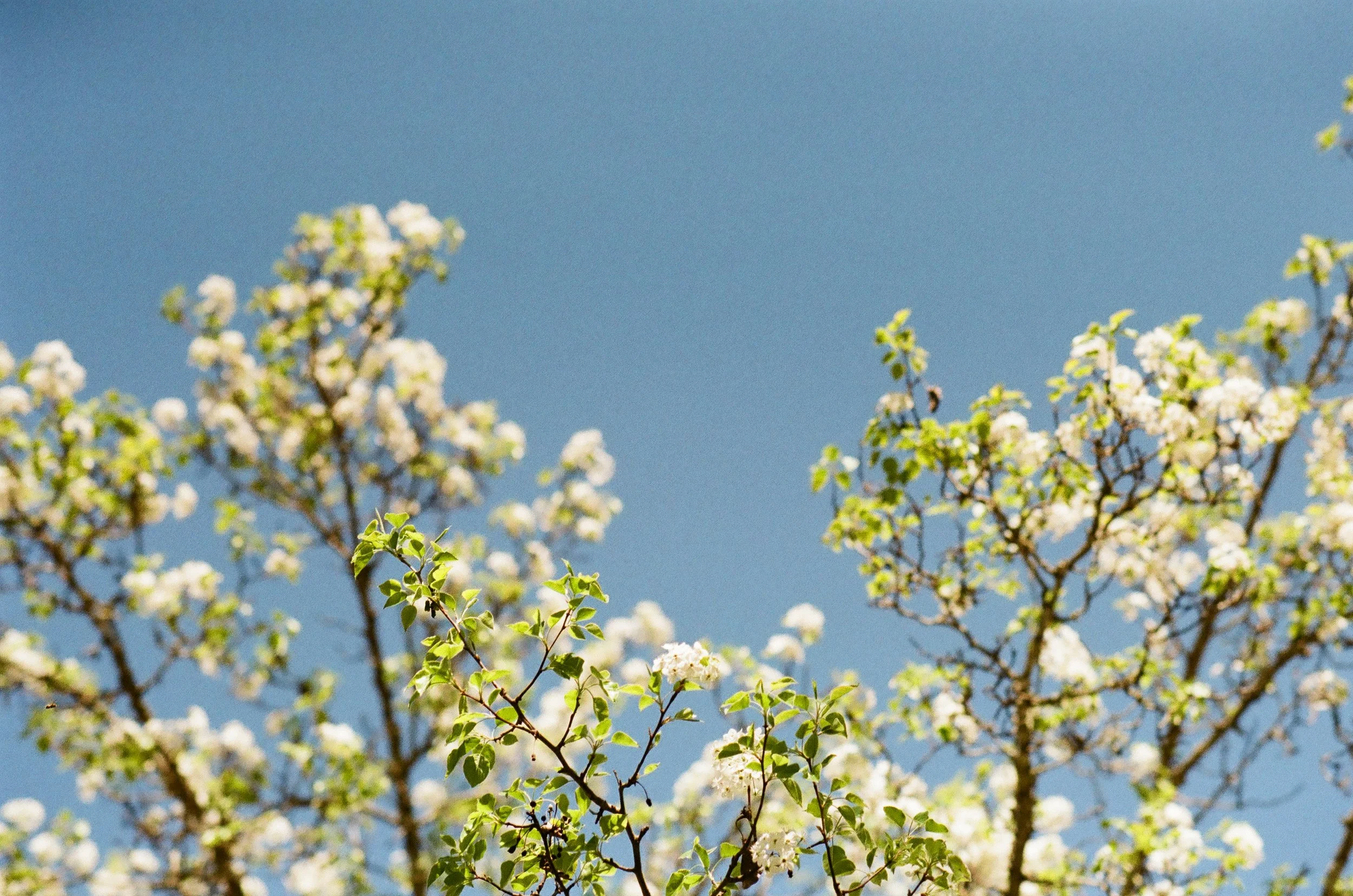 Close-up of blooming tree branches with white flowers and green leaves against a clear blue sky.