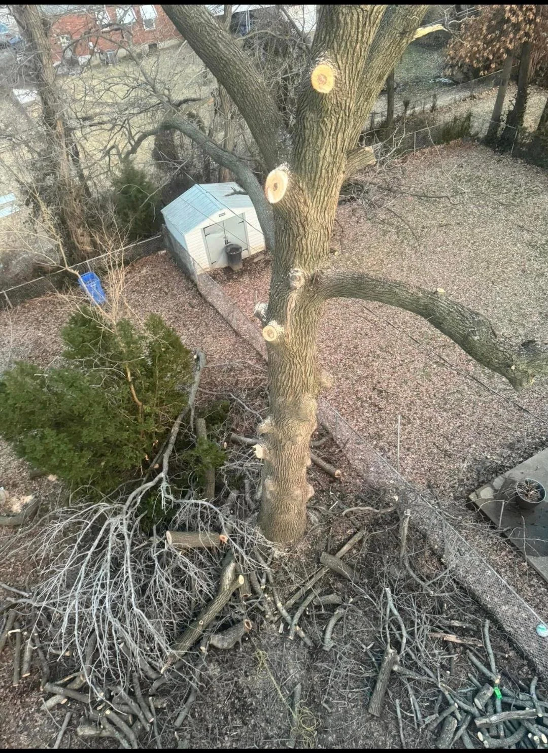 A tall tree with branches that have been cut off, leaving stubs. The ground underneath is covered with fallen branches and wood debris. In the background, there is a small shed, a chain-link fence, and some other trees.