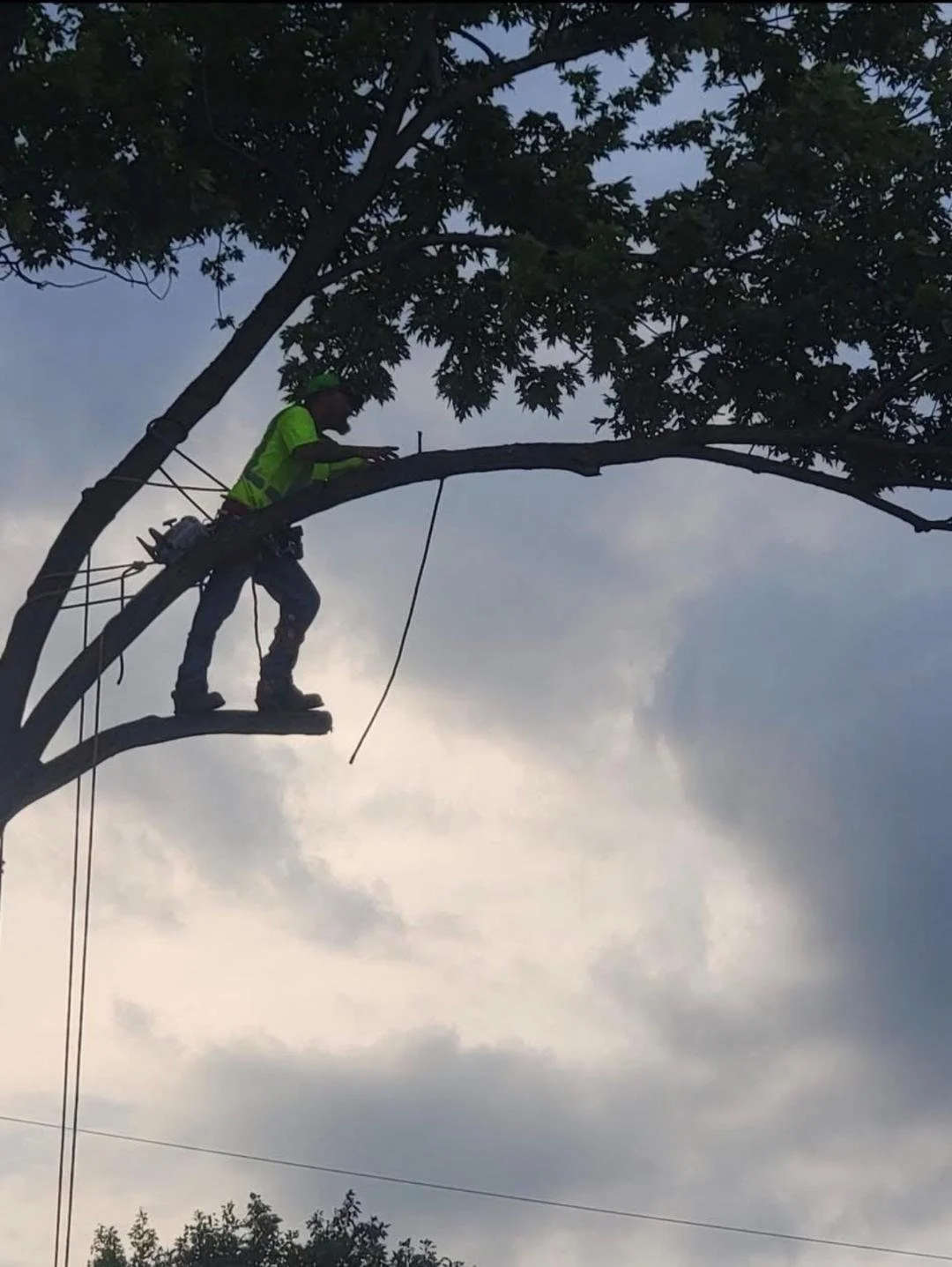 A worker wearing a yellow safety vest is perched on a high tree branch, trimming or repairing it during the daytime with a cloudy sky in the background.