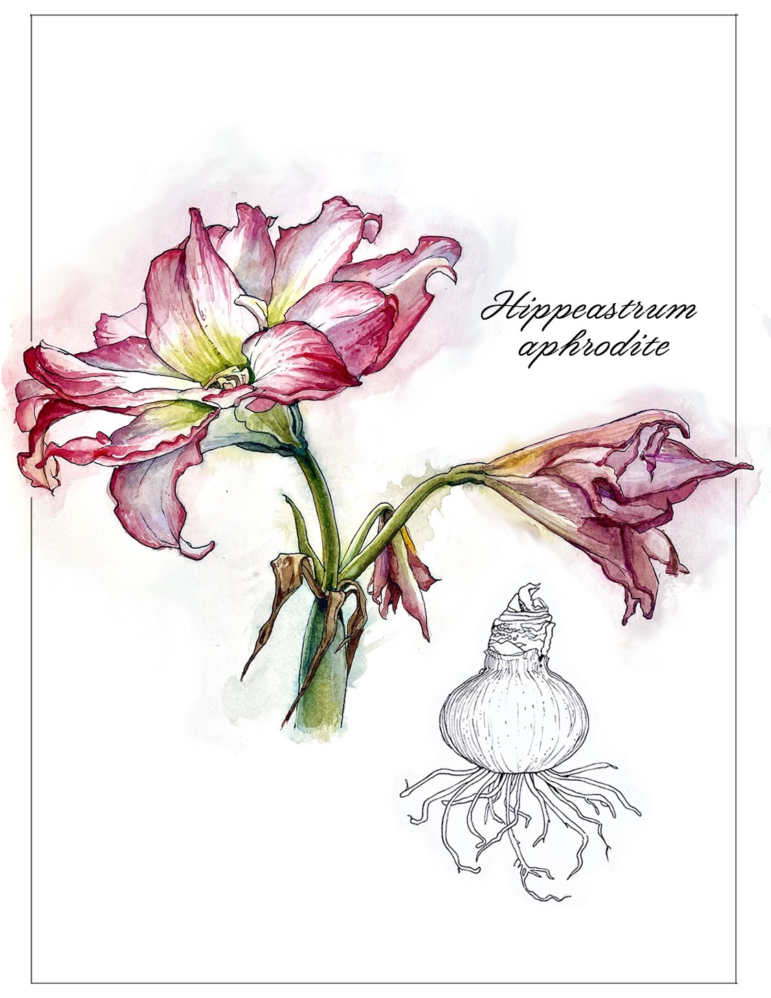 aphrodite_flowerFINAL.jpg