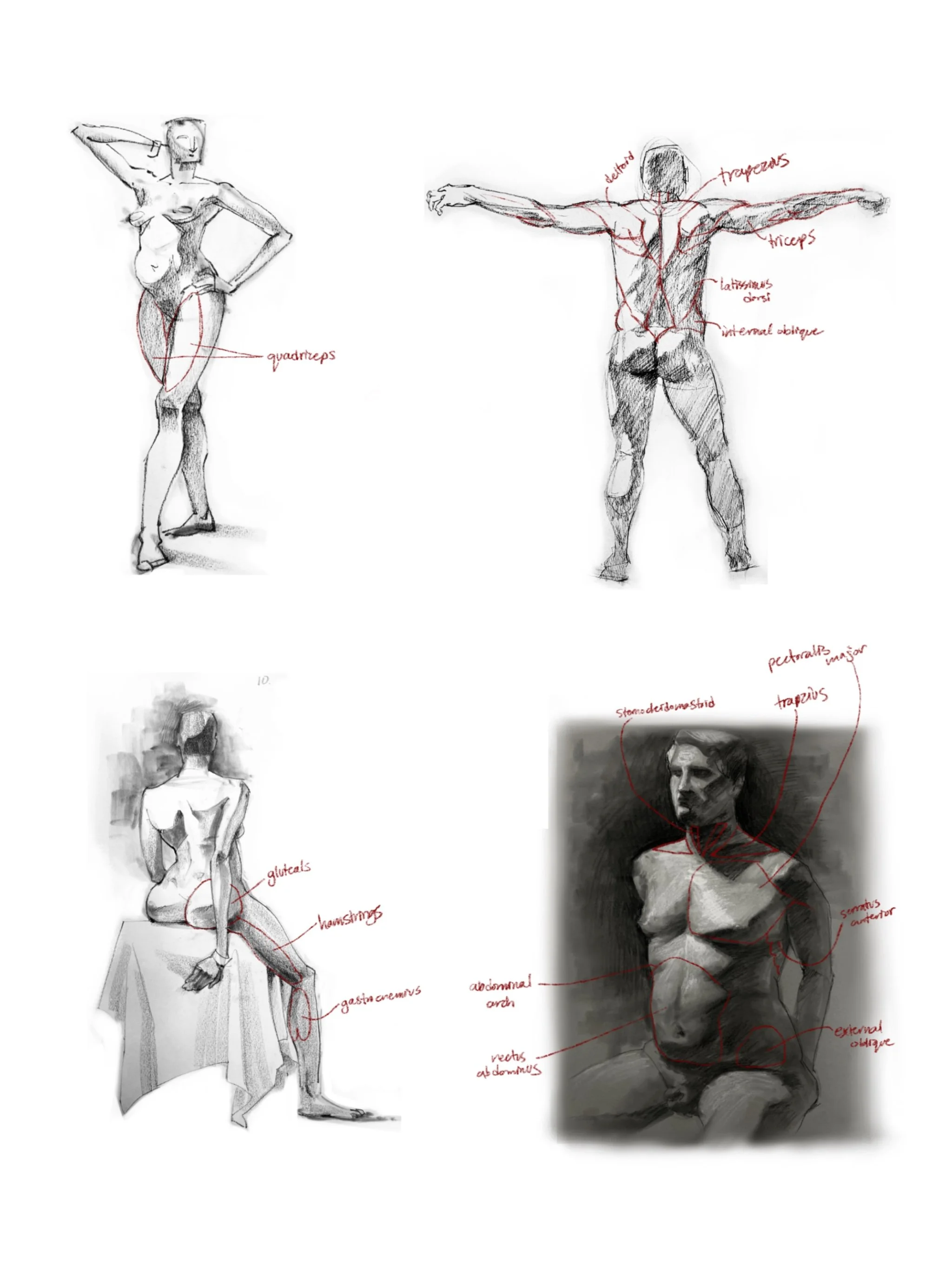 AnatomyOverlay.JPG