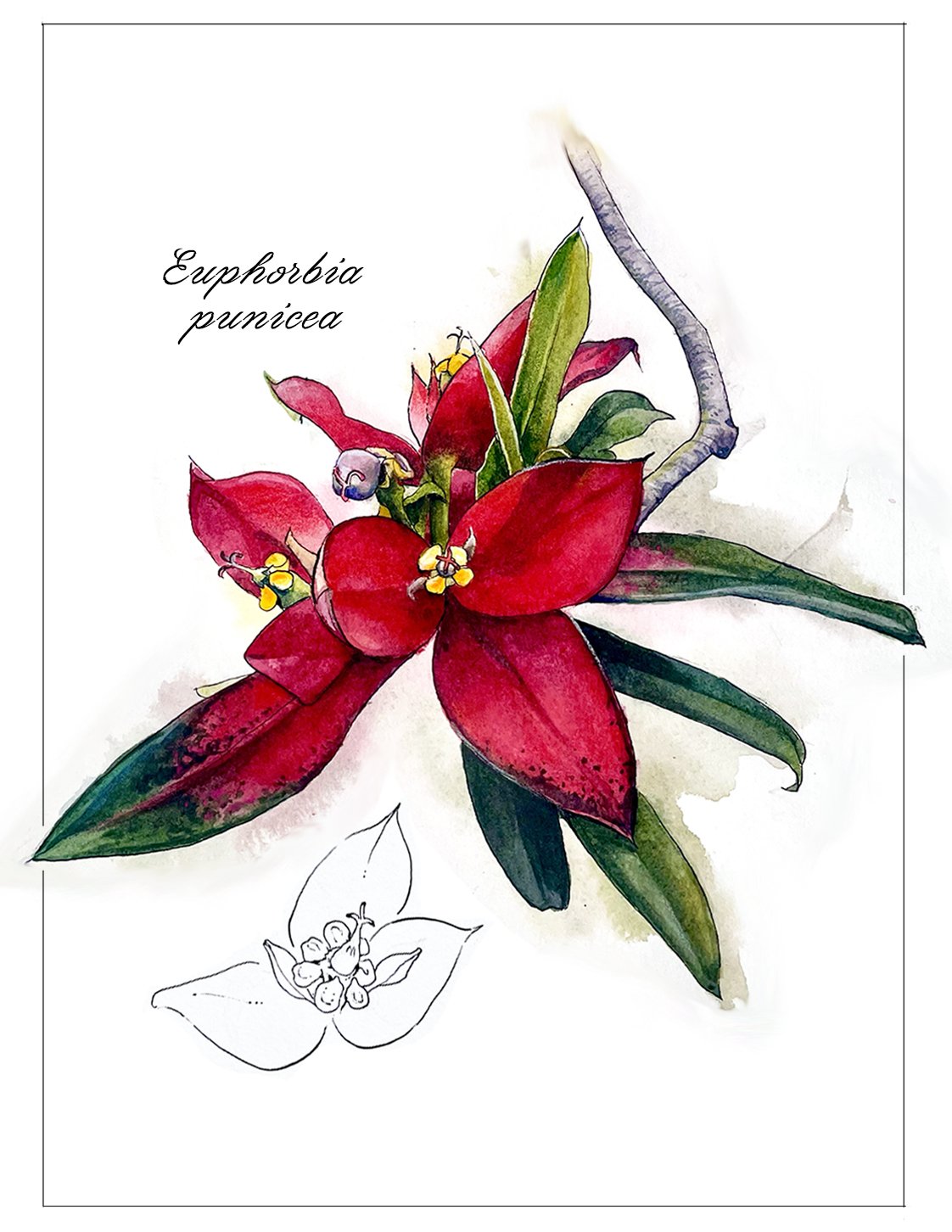 red_flowerFINAL.jpg
